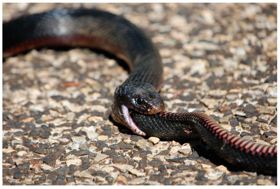 Red-bellied Black Snake - The Australian Museum