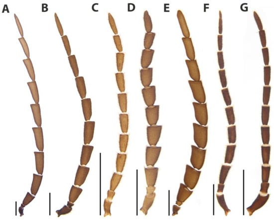 Diversity | Free Full-Text | Phylogeny Of Scissicauda Species, With ...