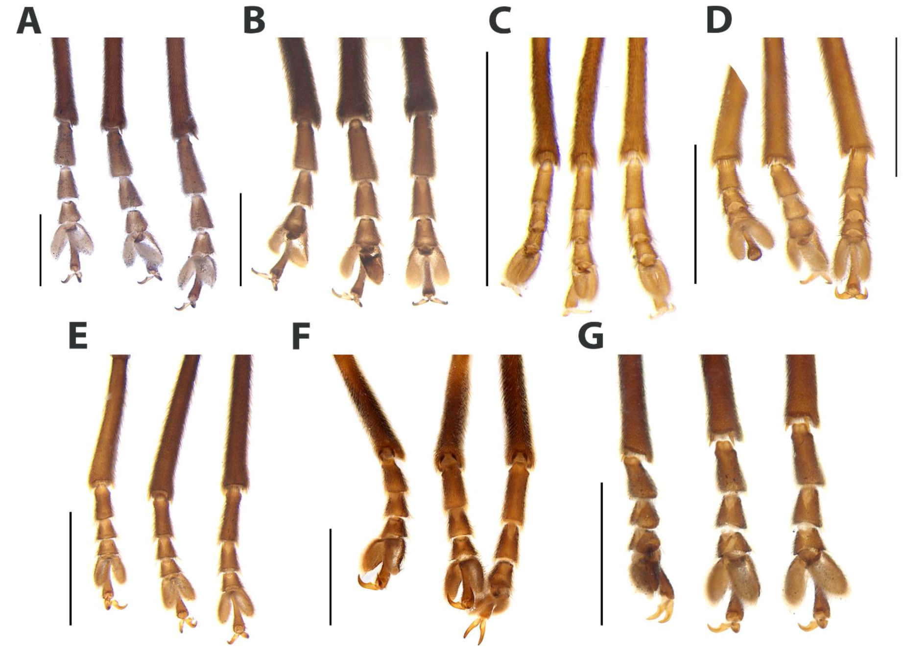 Diversity | Free Full-Text | Phylogeny Of Scissicauda Species, With ...