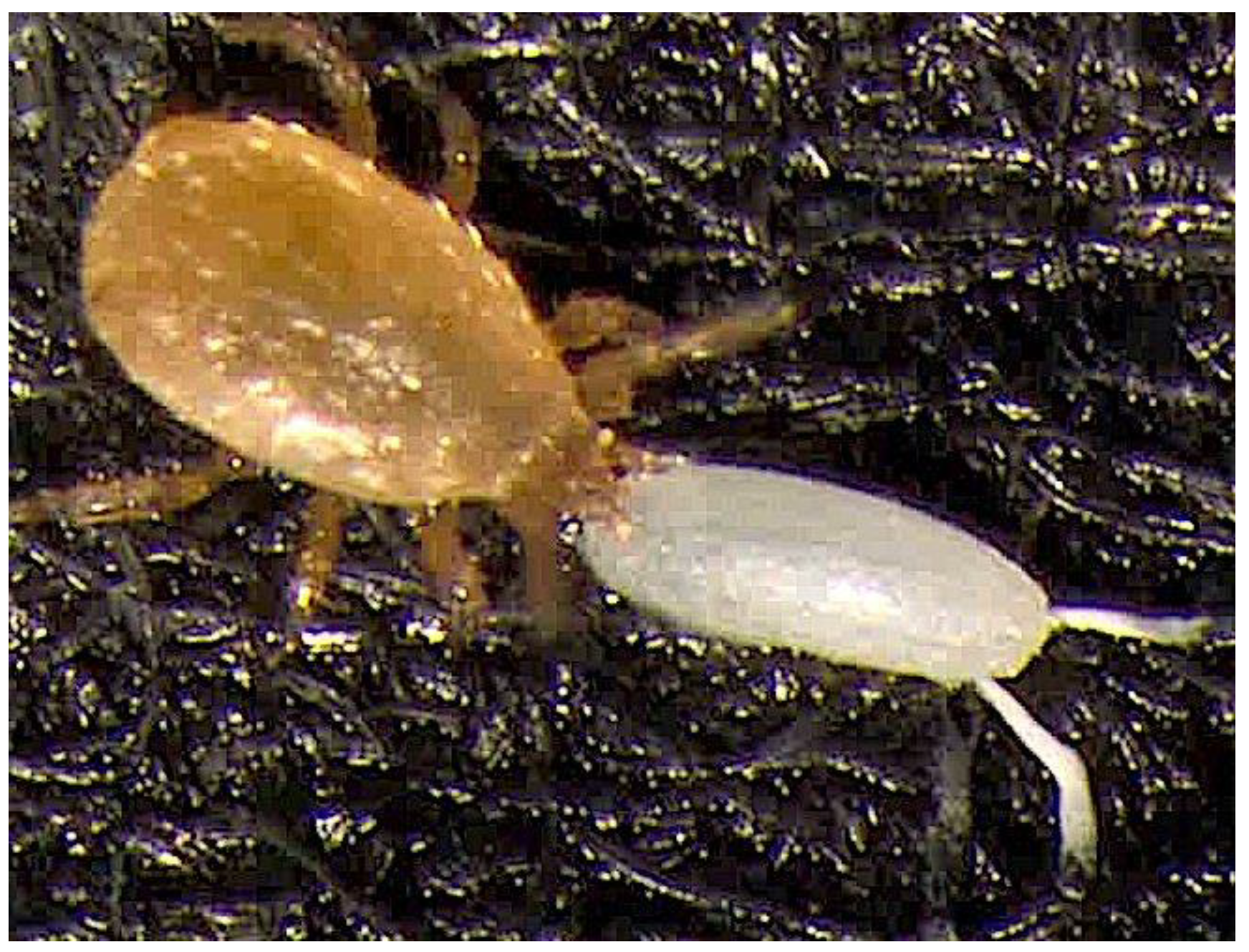 Diversity 15 00652 g004