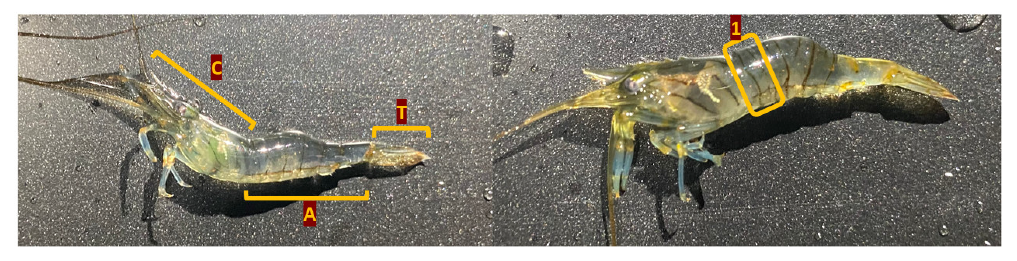 Diversity 15 00658 g002