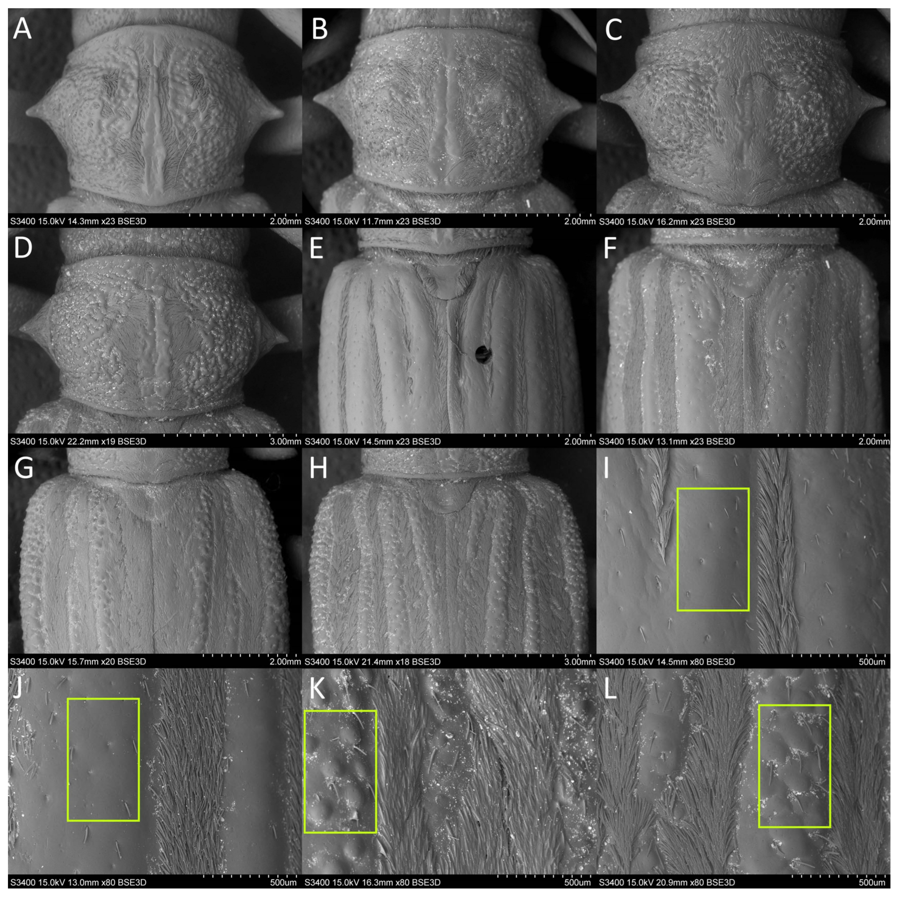 Diversity 15 00662 g002