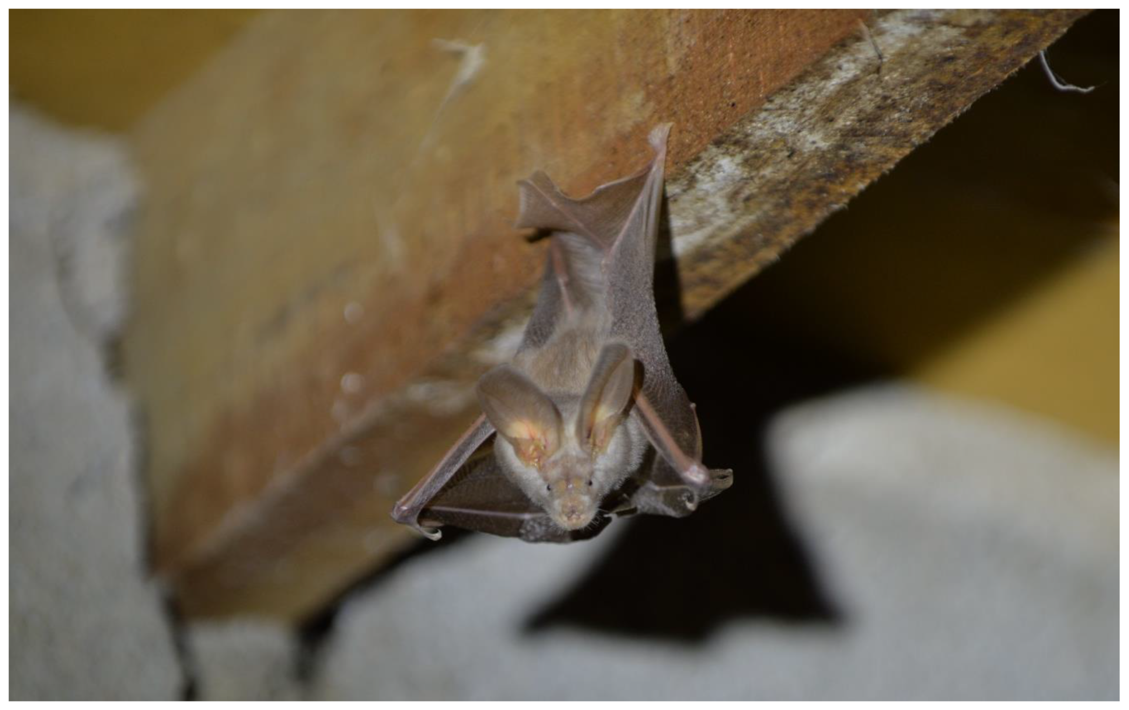 lesser mouse tailed bat