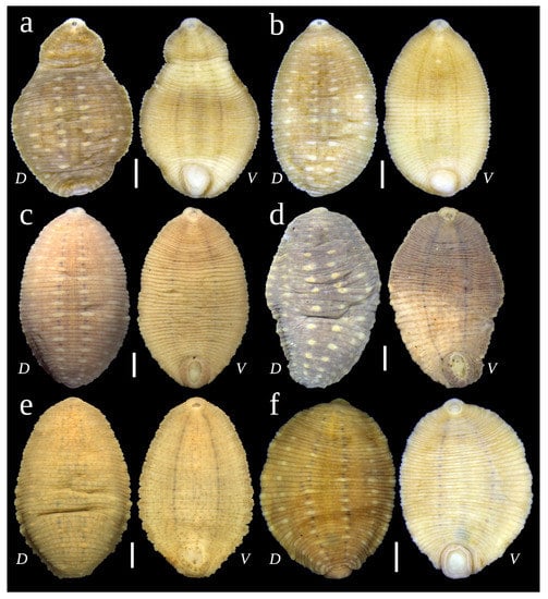 Freshwater mussels house a diverse mussel-associated leech