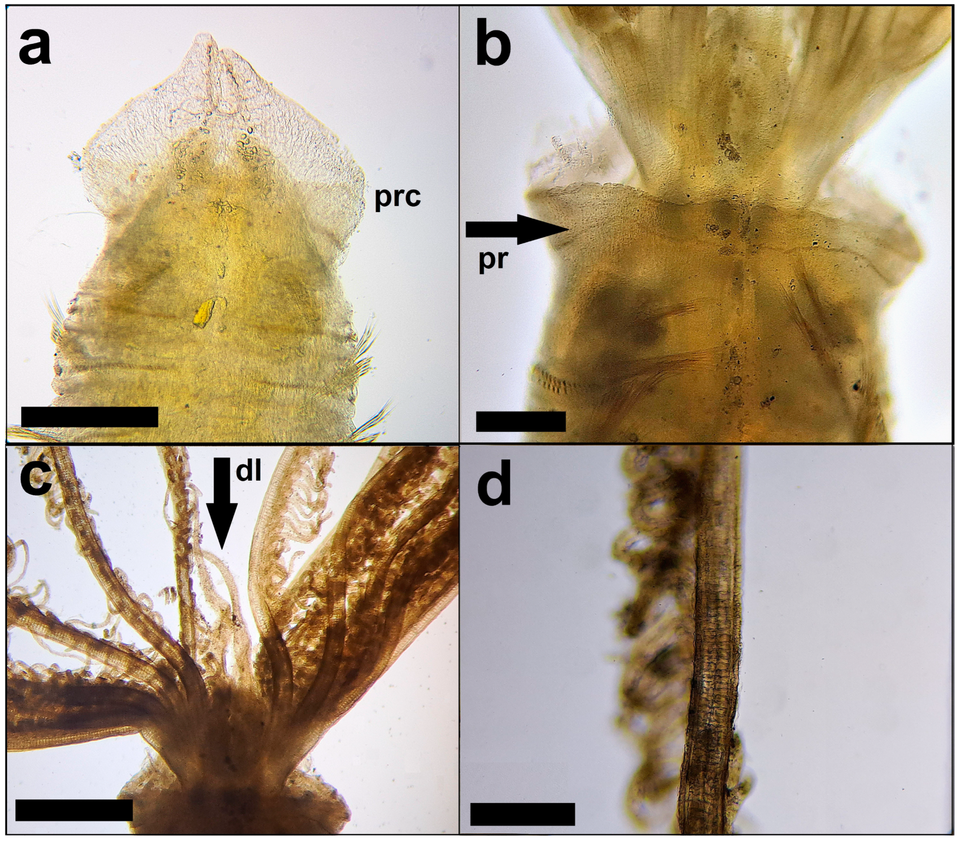 Diversity 15 00771 g002 Diversity 15 00771 g002