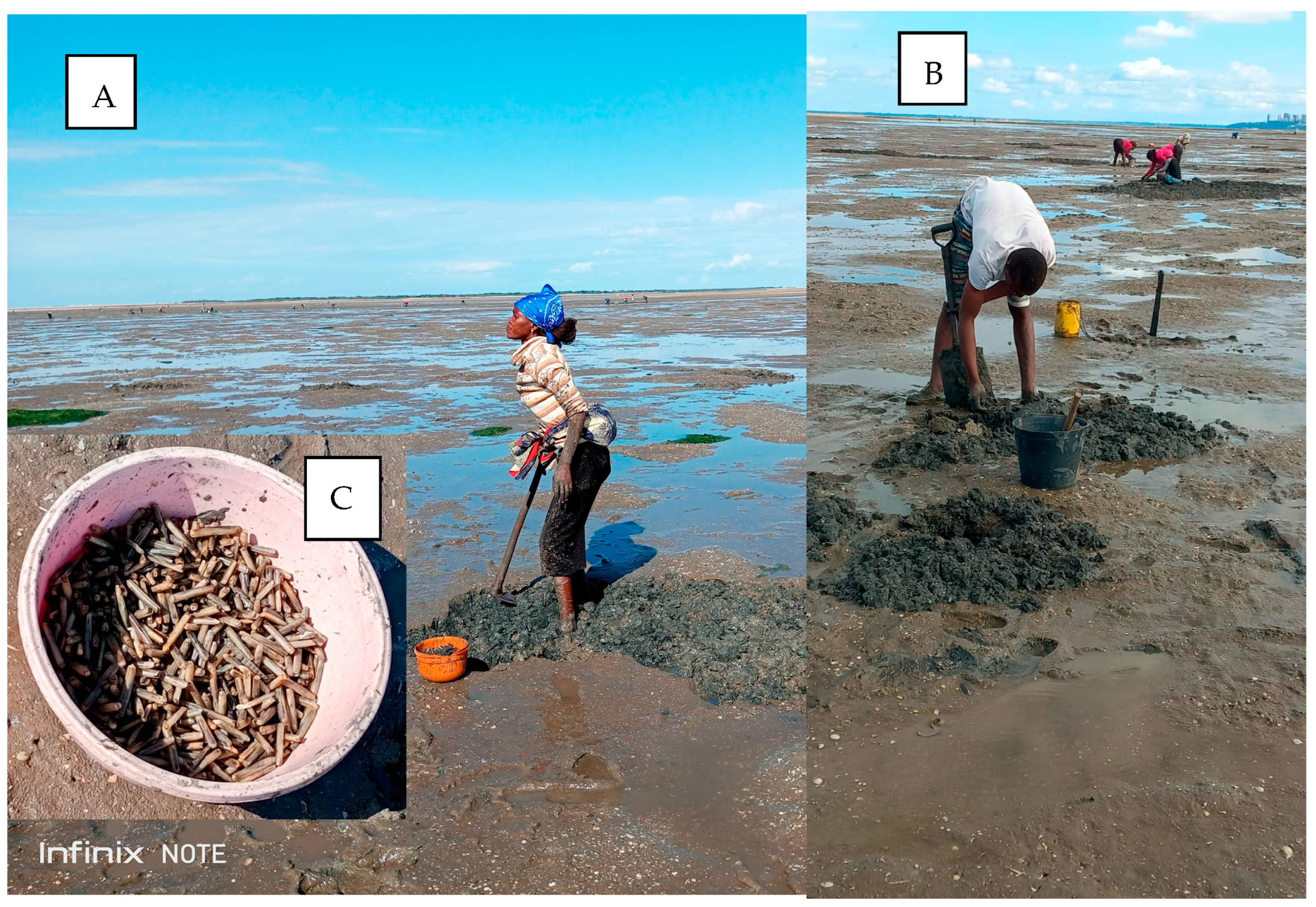 Diversity 15 00772 g005