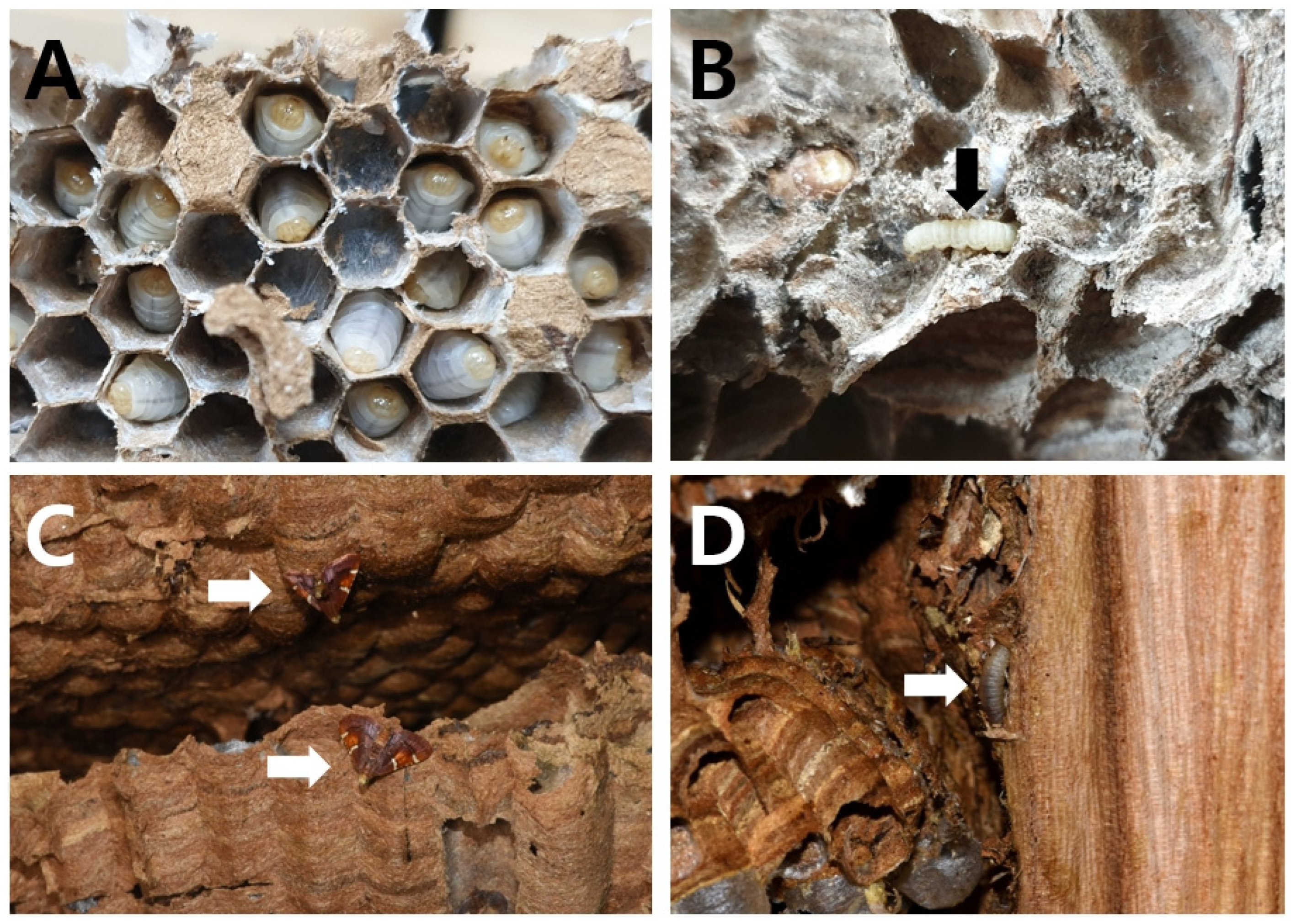 Diversity 15 00789 g003 Diversity 15 00789 g003