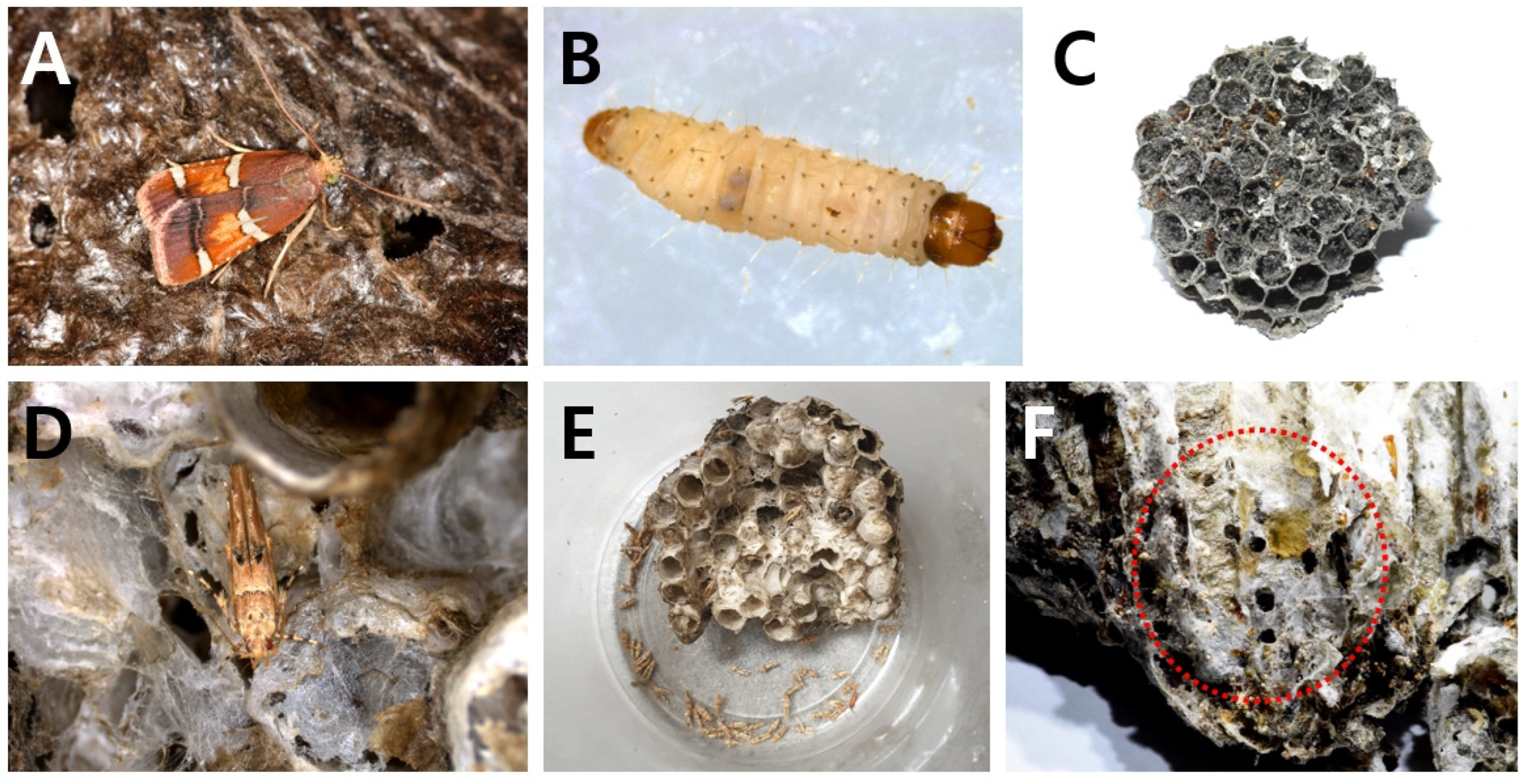 Diversity 15 00789 g004 Diversity 15 00789 g004