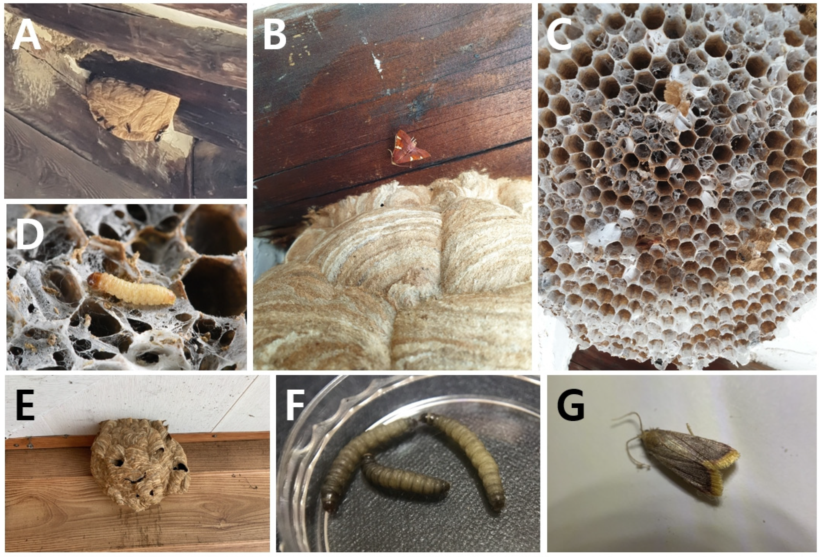 Diversity 15 00789 g006 Diversity 15 00789 g006