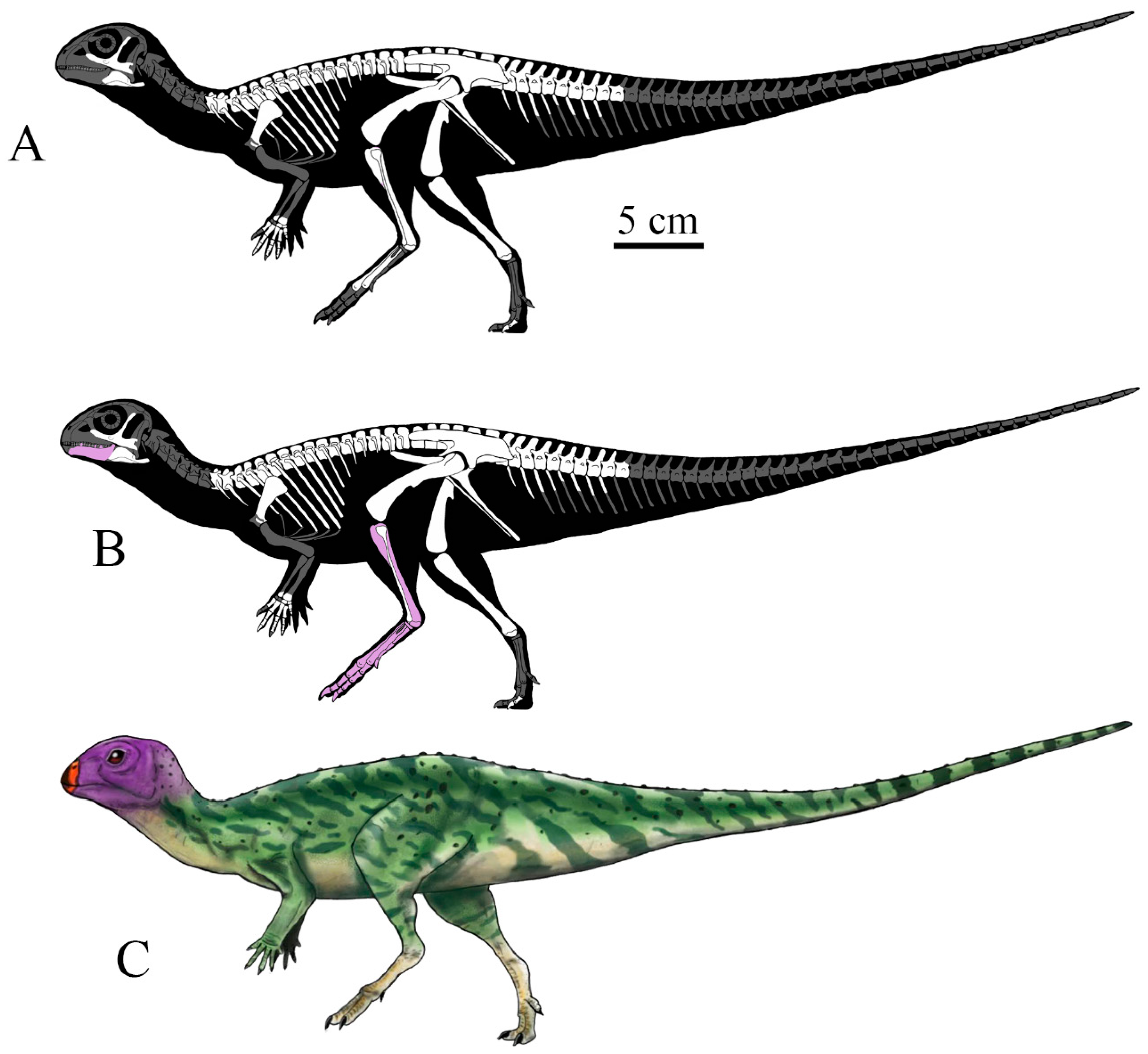 Minimocursor phunoiensis, basal neornithischian from Late Jurassic Thailand