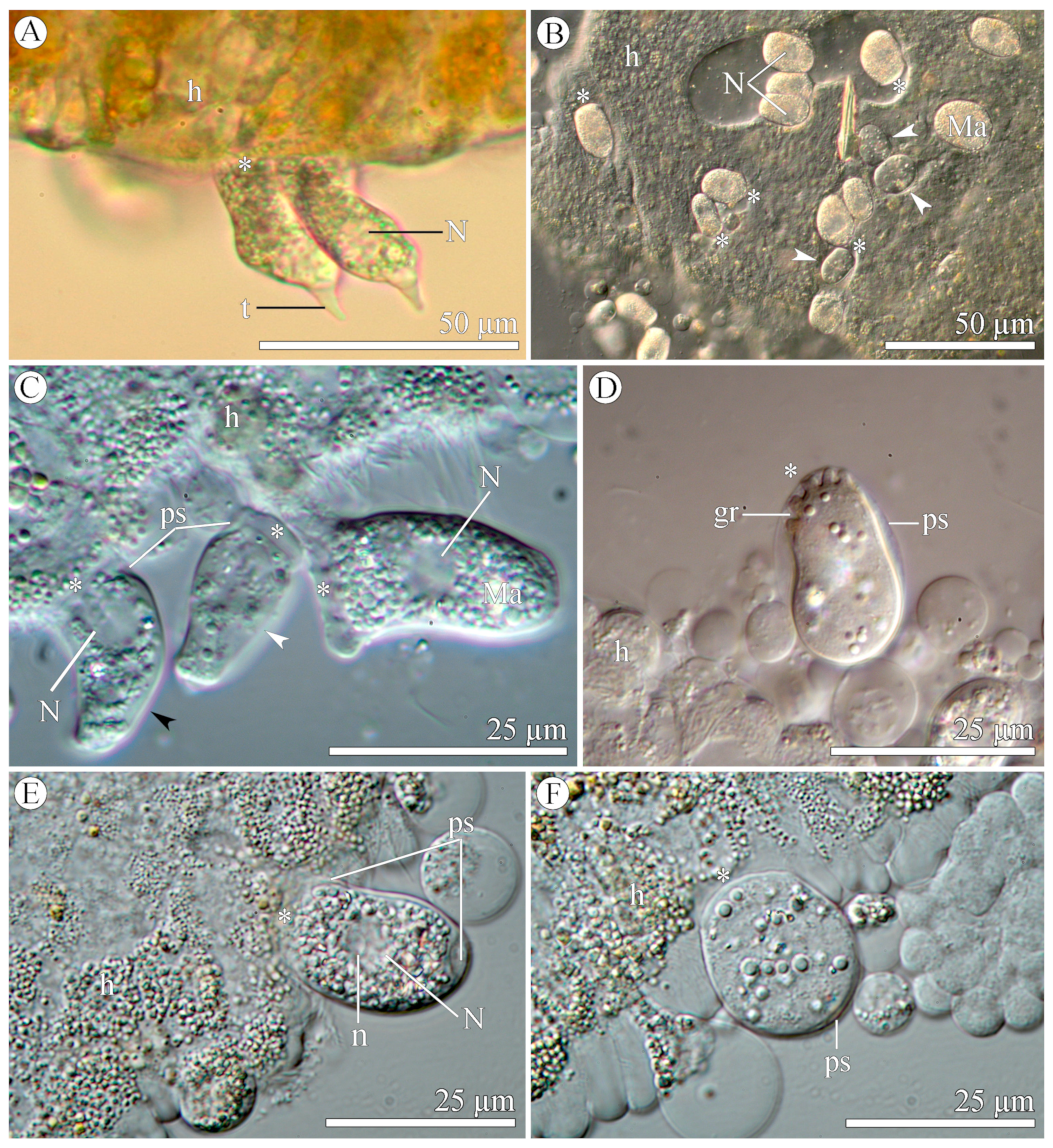 Diversity 15 00863 g001