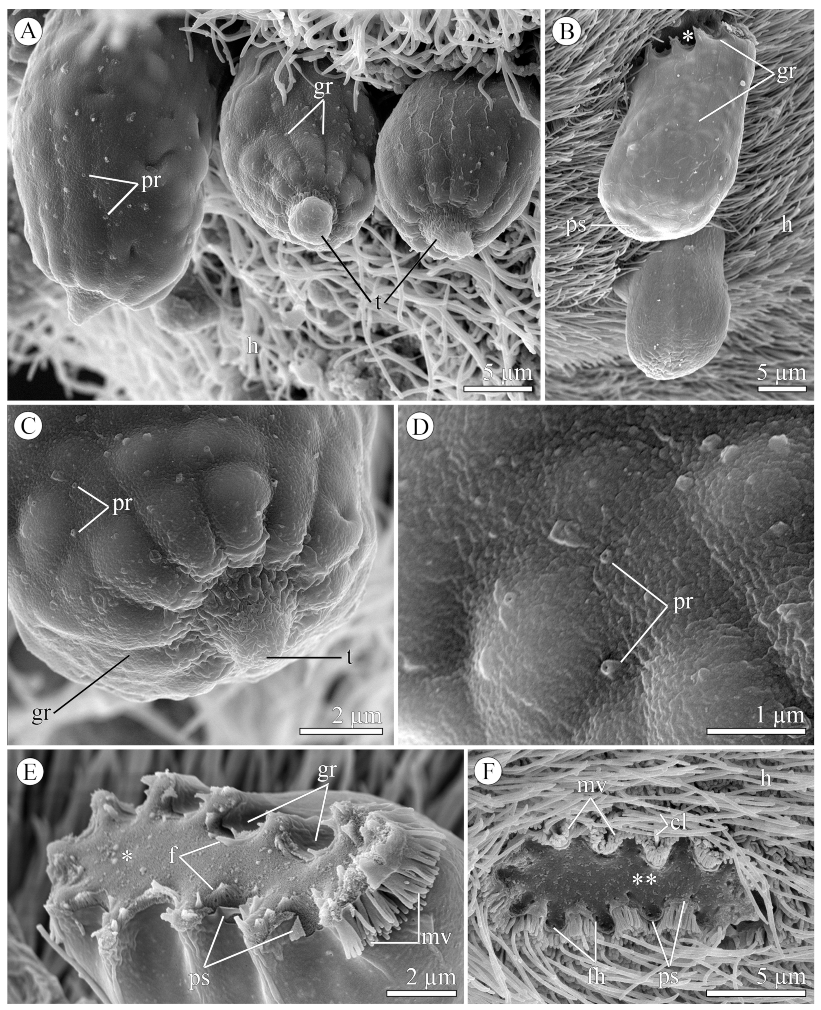 Diversity 15 00863 g002