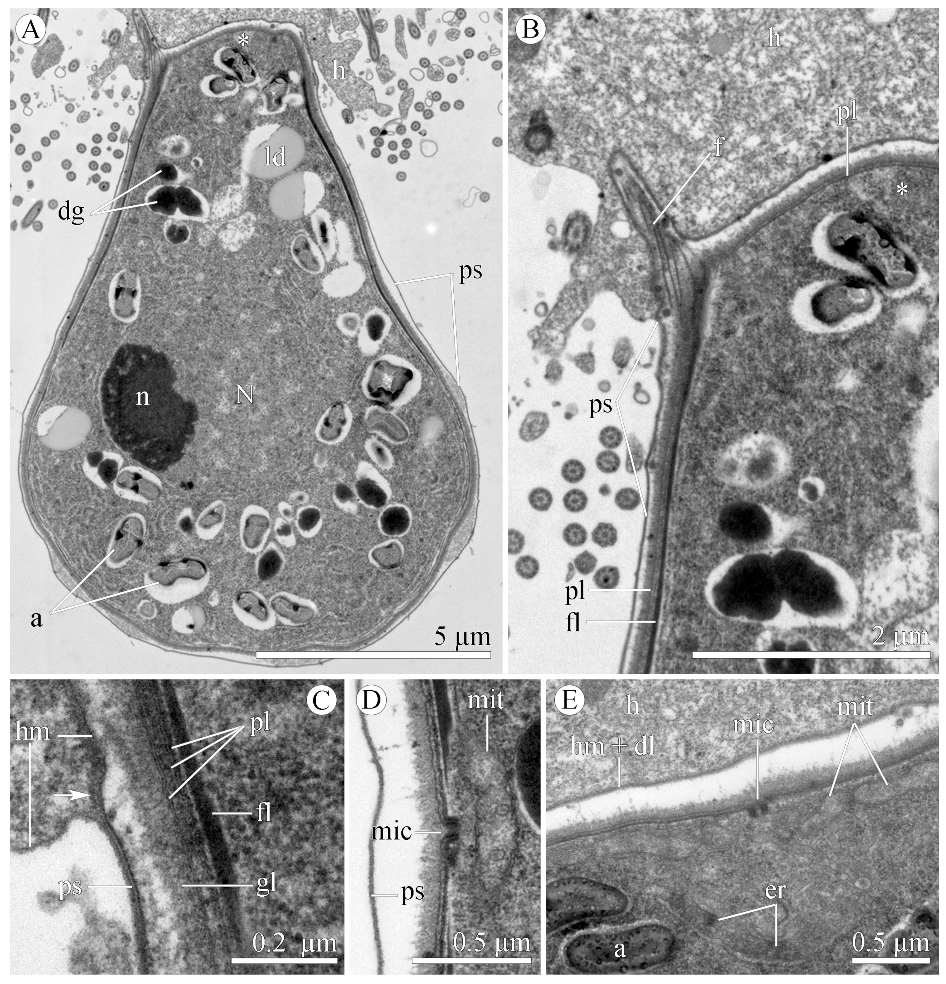 Diversity 15 00863 g003