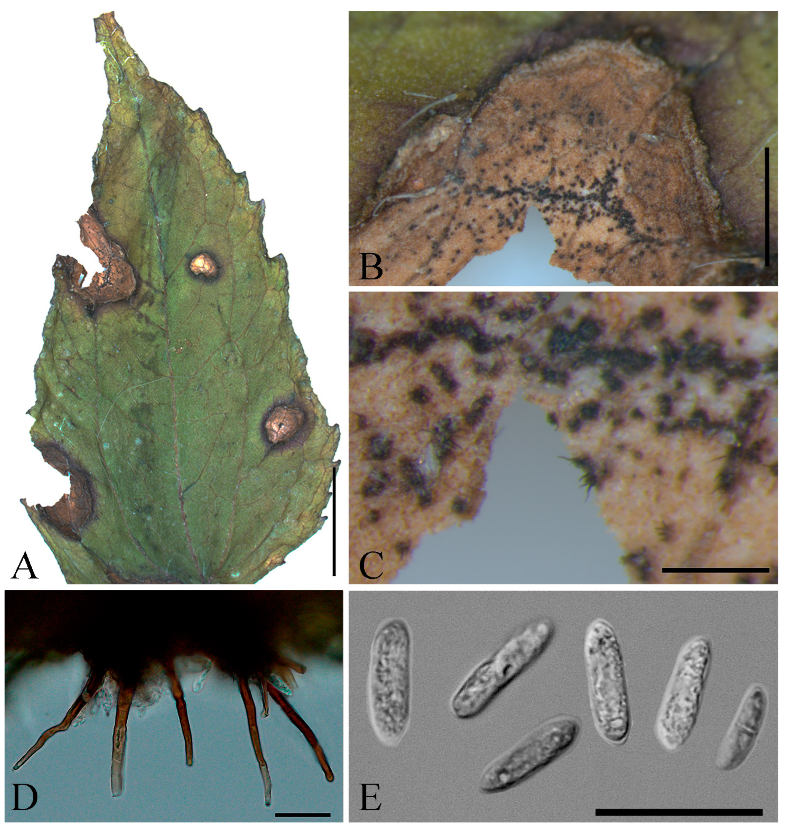 Diversity 15 00866 g002