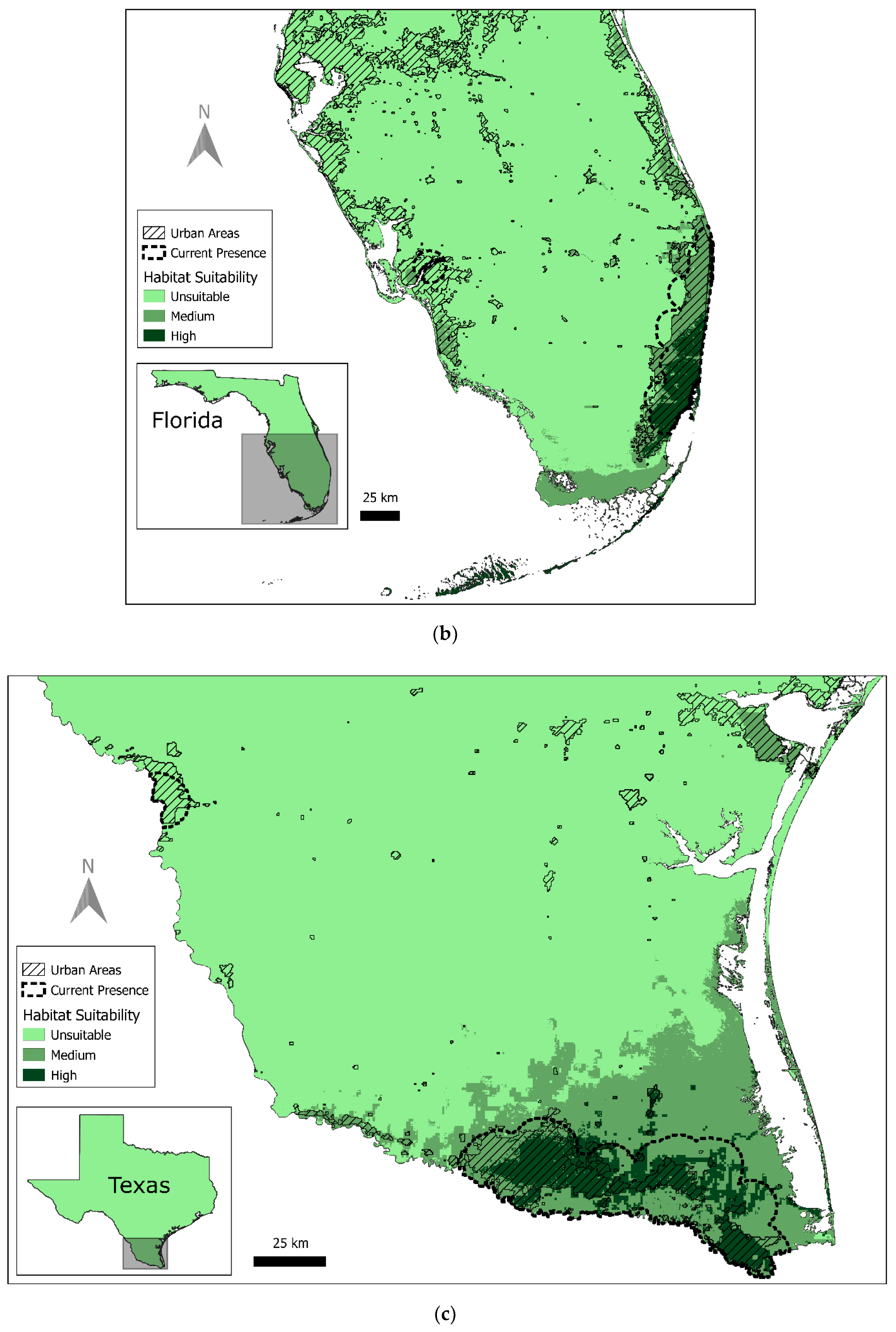 Researchers Show Endangered Parrot Species Is Thriving In Urban Areas -  Texas A&M Today