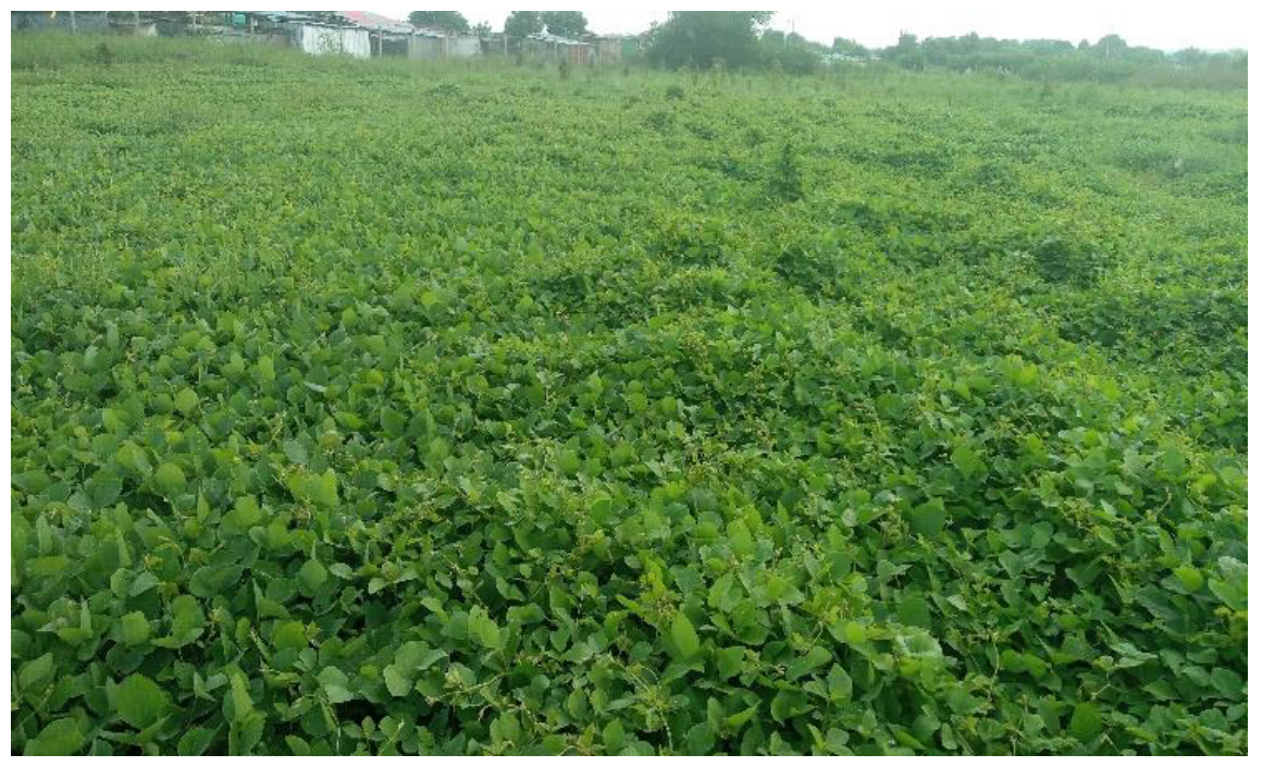 Diversity 15 00896 g002