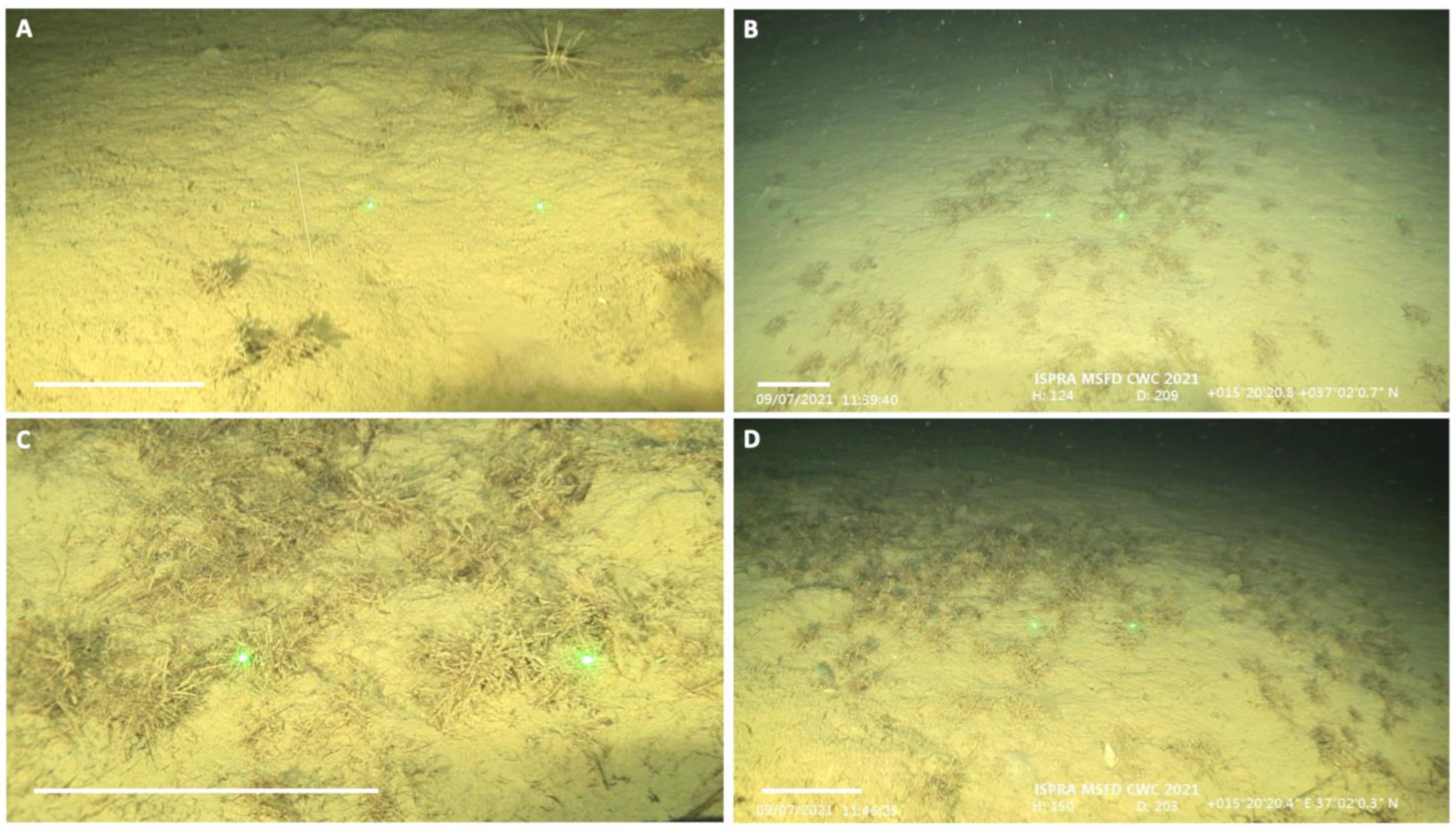 Diversity 15 00906 g003 Diversity 15 00906 g003