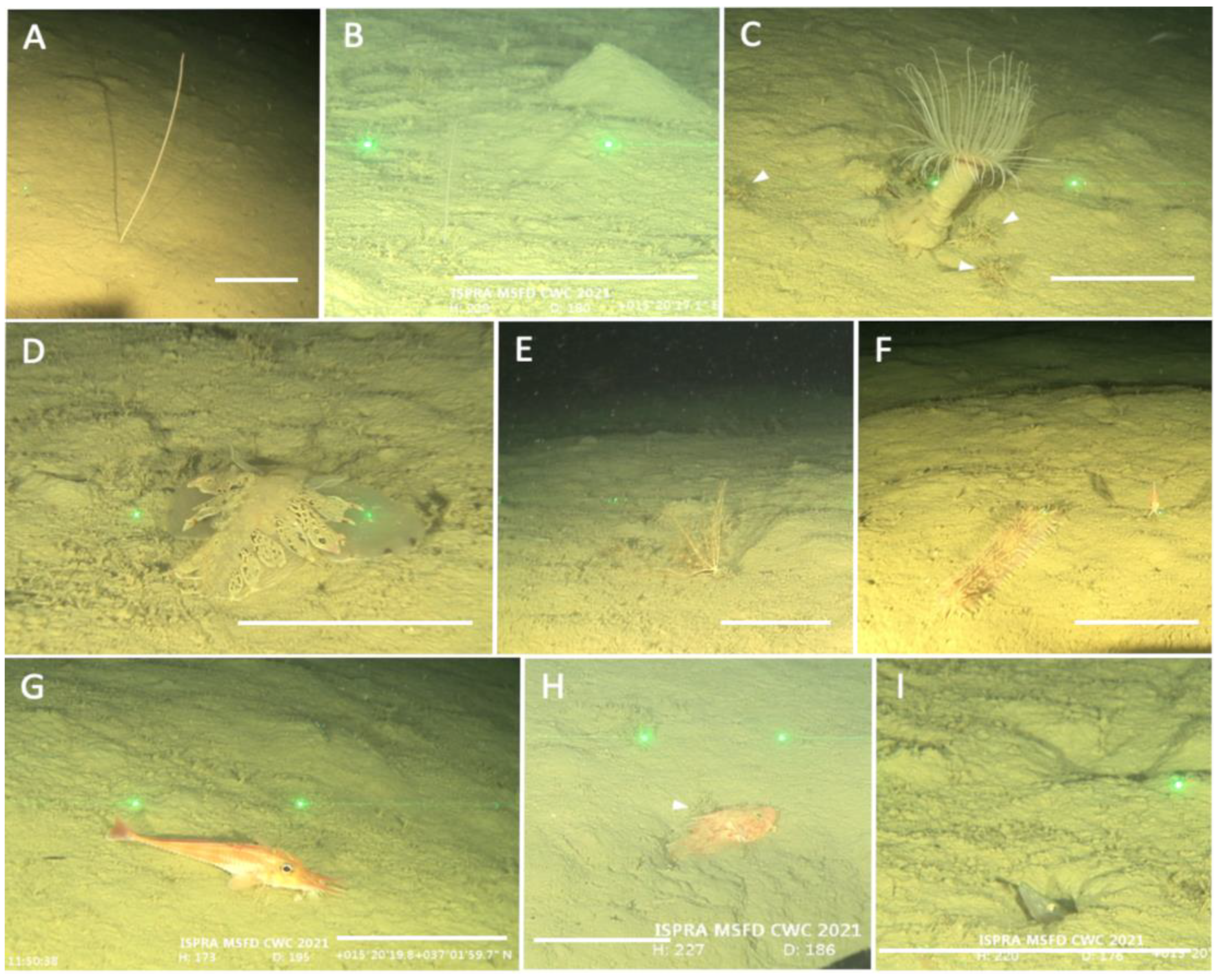 Diversity 15 00906 g005 Diversity 15 00906 g005