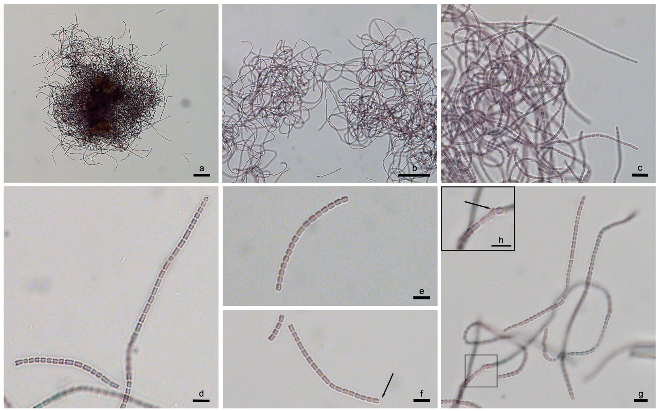 Diversity 15 00909 g010