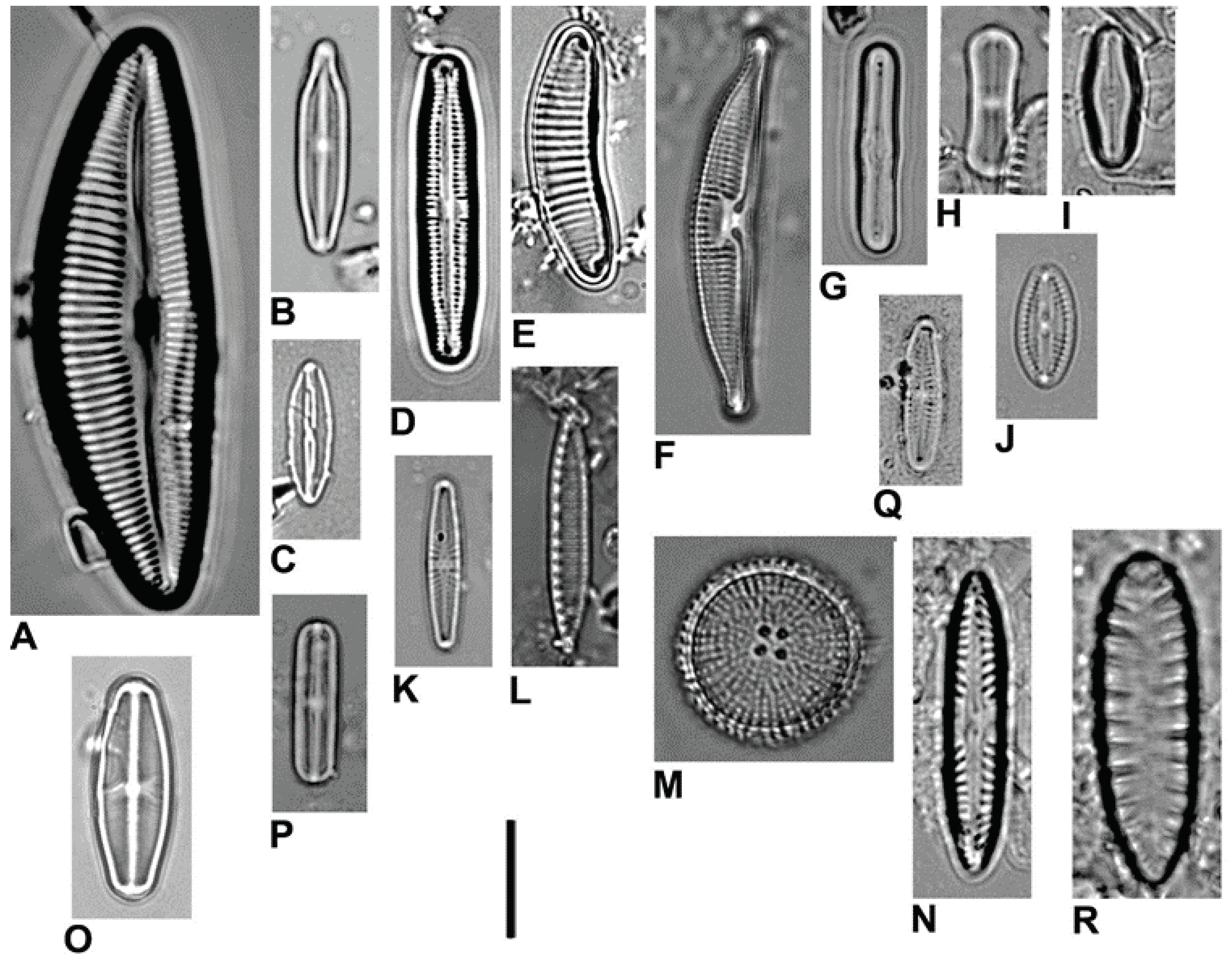 Diversity 15 00915 g003 Diversity 15 00915 g003