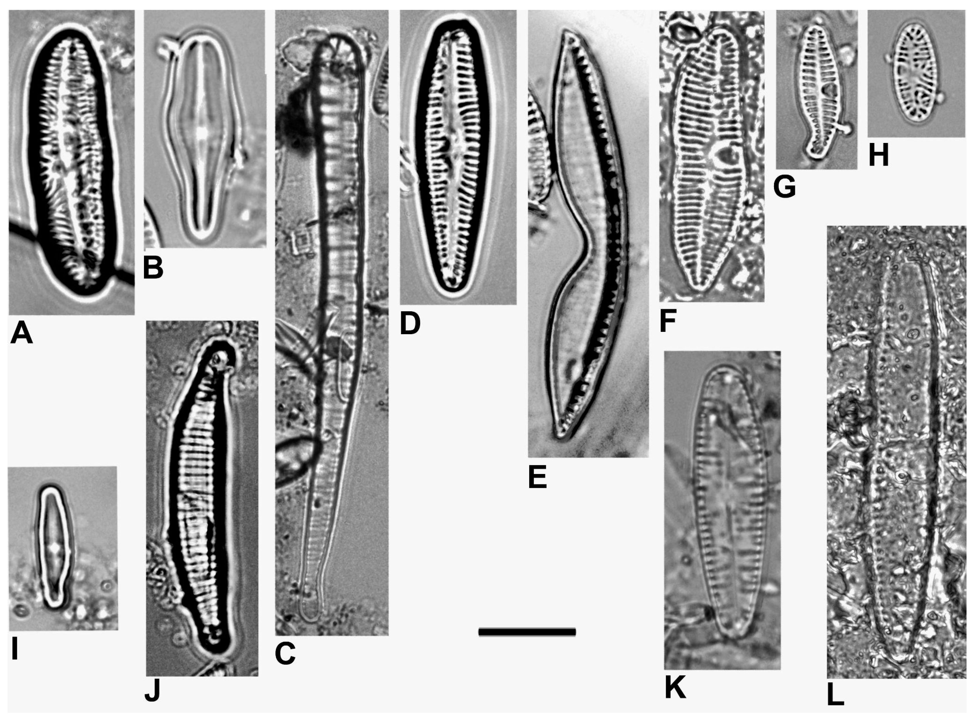 Diversity 15 00915 g005 Diversity 15 00915 g005