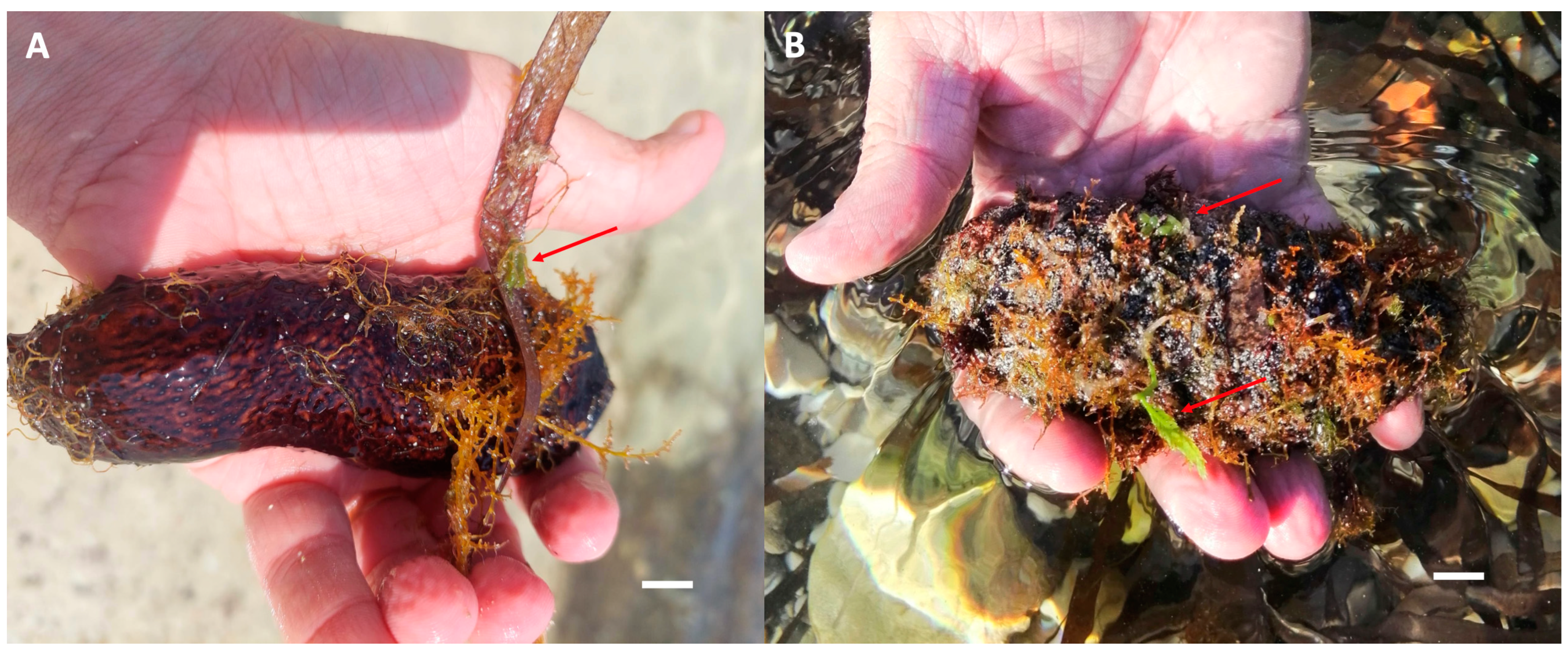 Diversity 15 00919 g003 Diversity 15 00919 g003