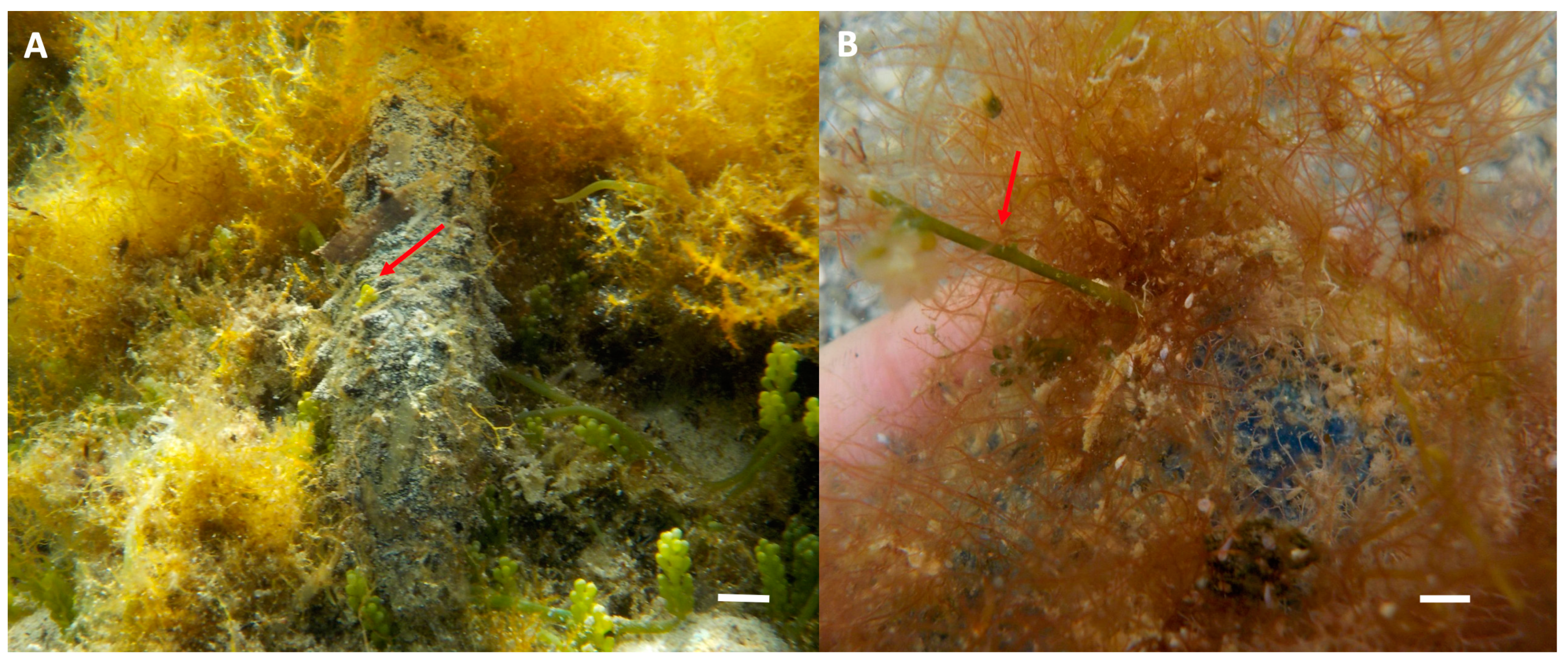 Diversity 15 00919 g004 Diversity 15 00919 g004