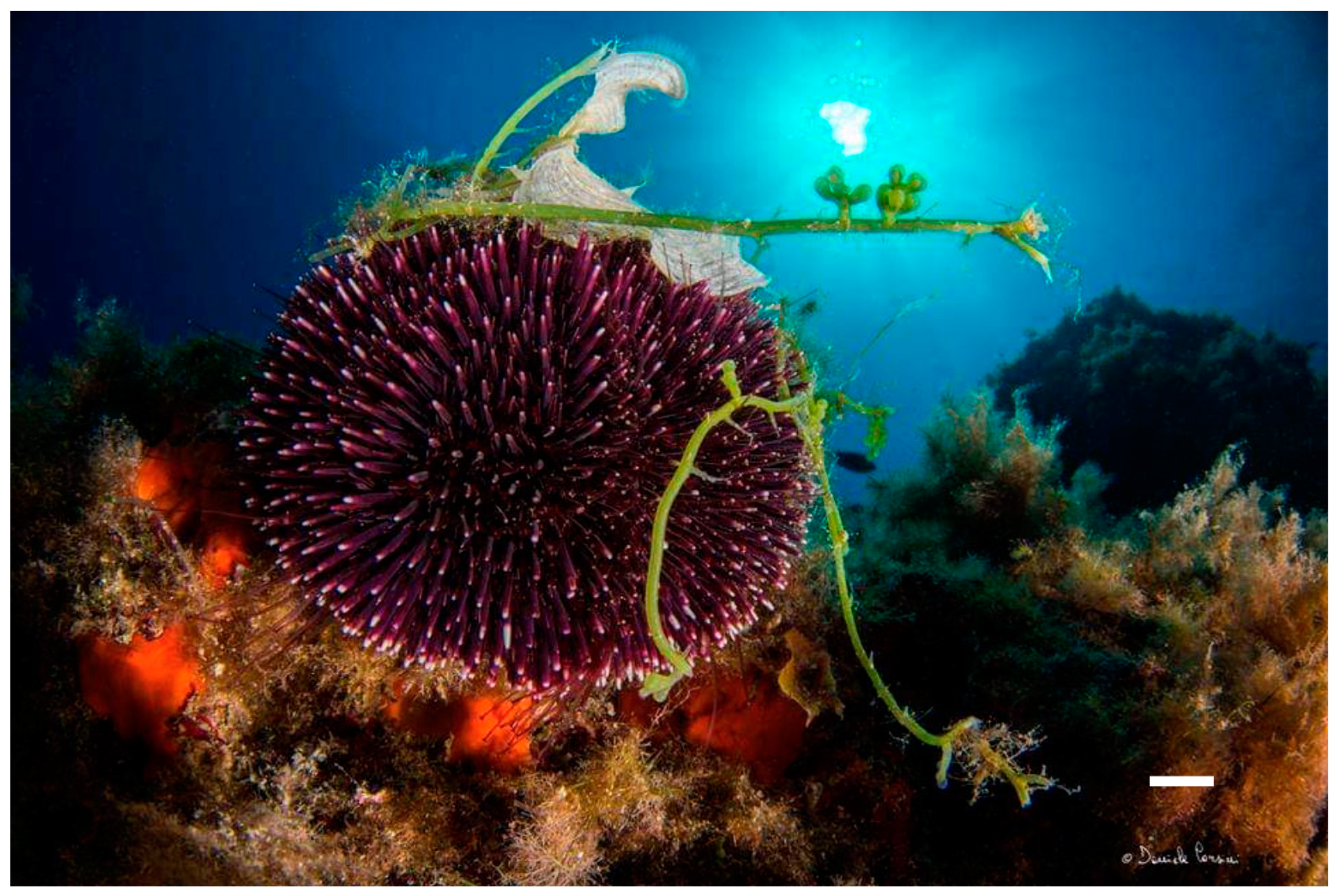 Diversity 15 00919 g005 Diversity 15 00919 g005