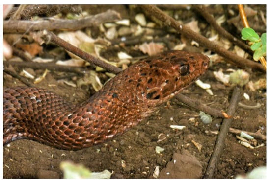 Urbanization may lead to Puerto Rican boa decline - The Wildlife