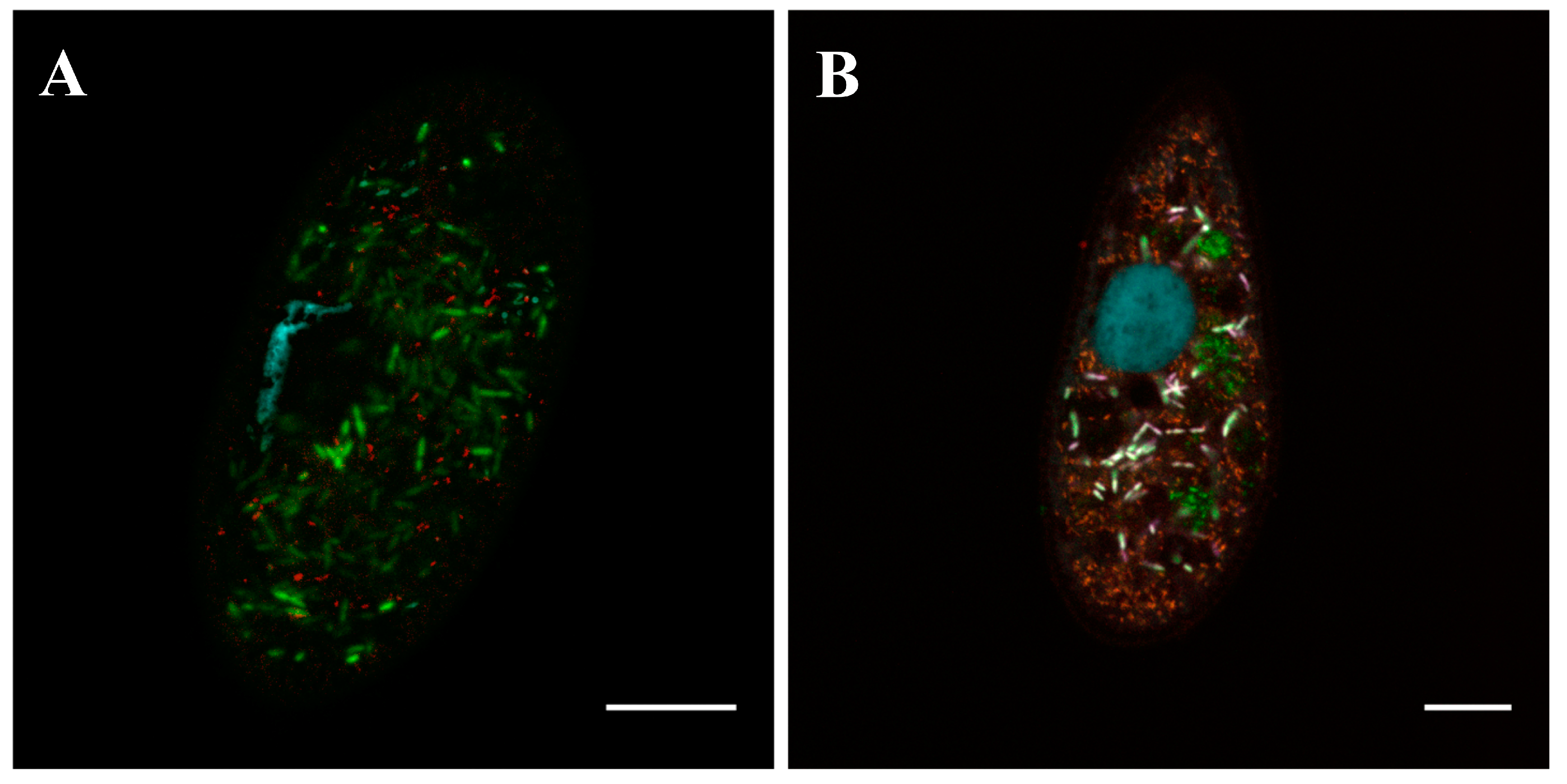 Diversity 15 00924 g006