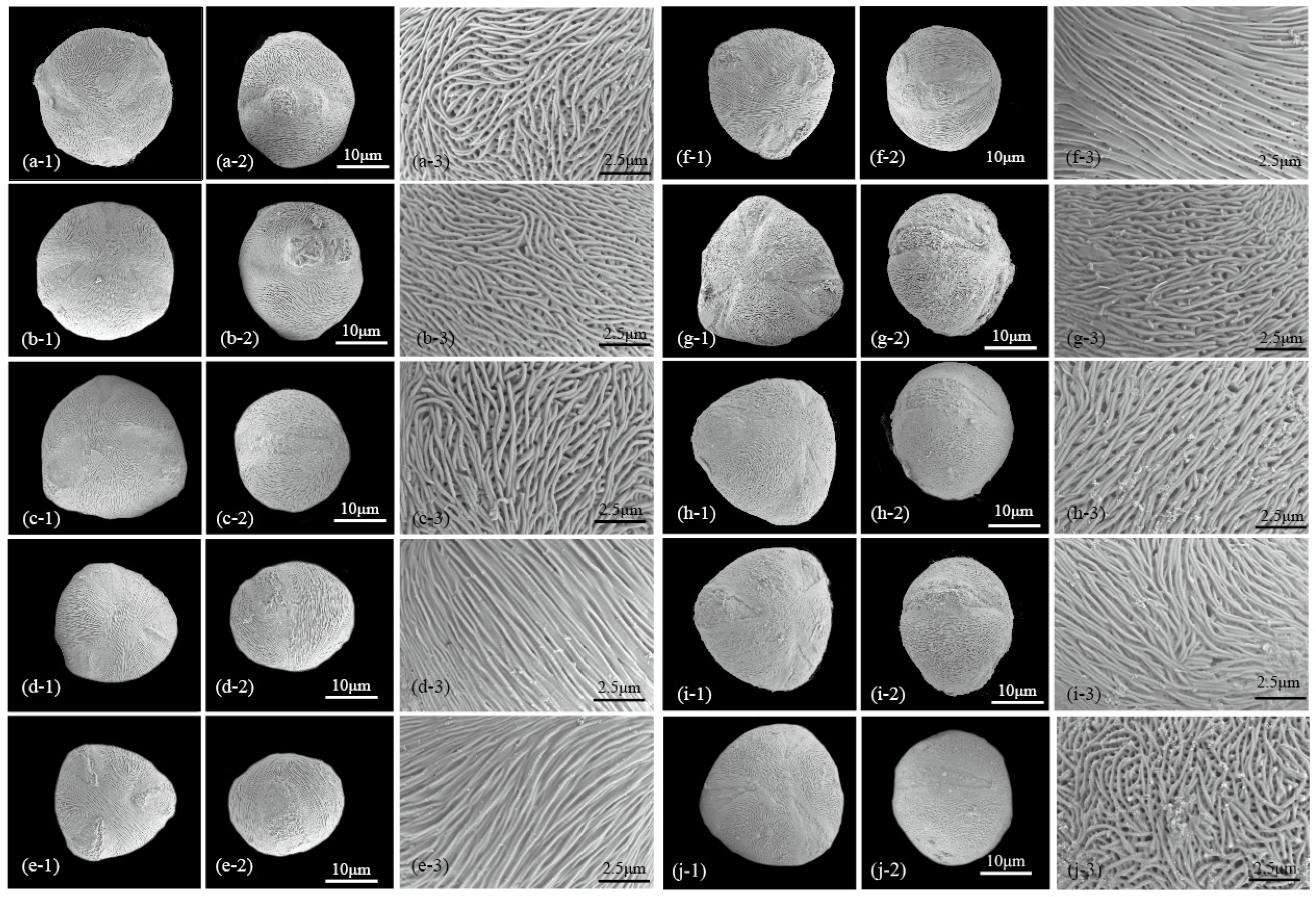 Electronic micrographs of pollen in studied subspecies of Linum