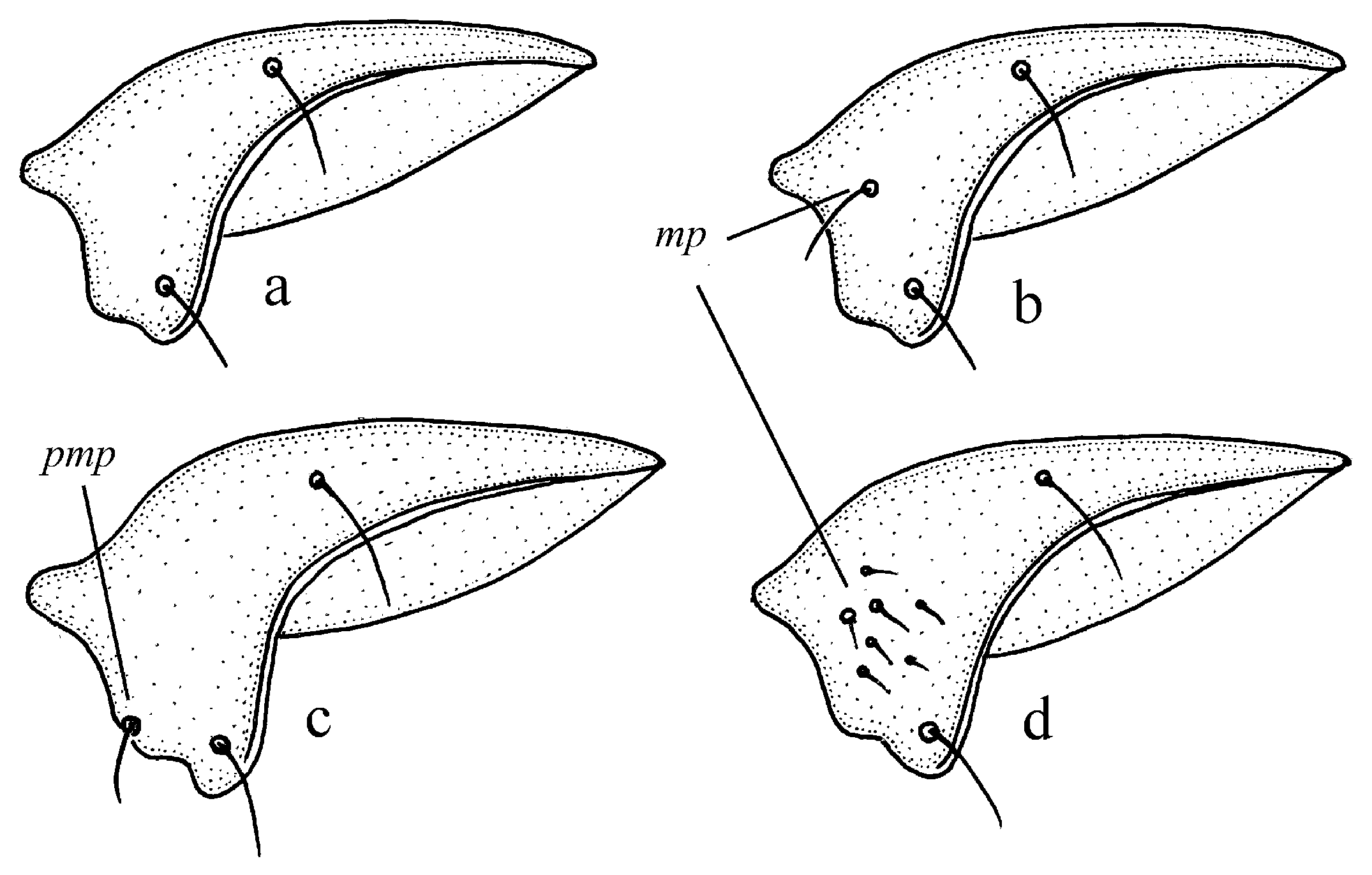 Diversity | Free Full-Text | Classification of the Genus Harpalus  (Coleoptera, Carabidae) of the World Based on Imaginal Morphology