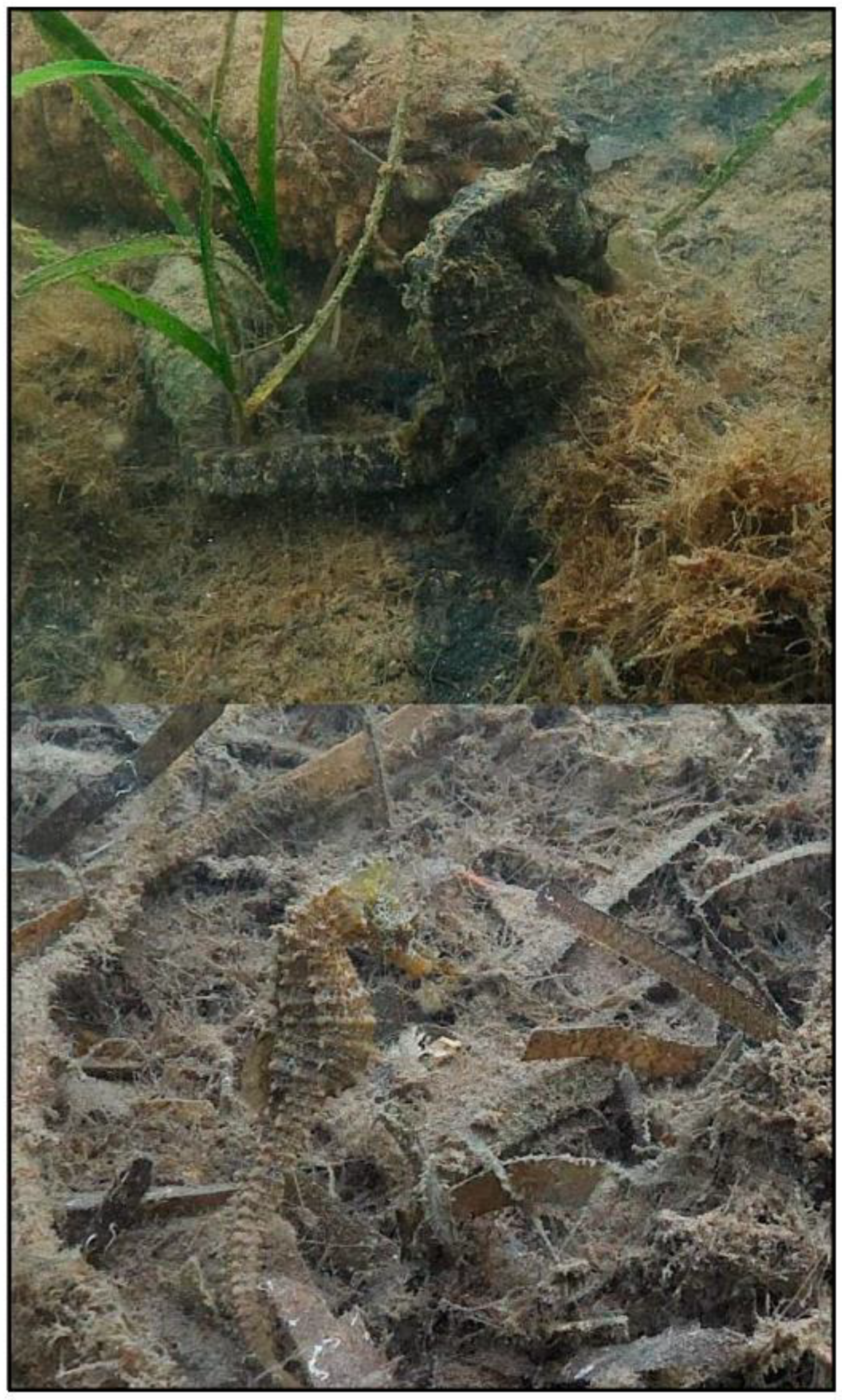 Diversity 15 00972 g003 Diversity 15 00972 g003