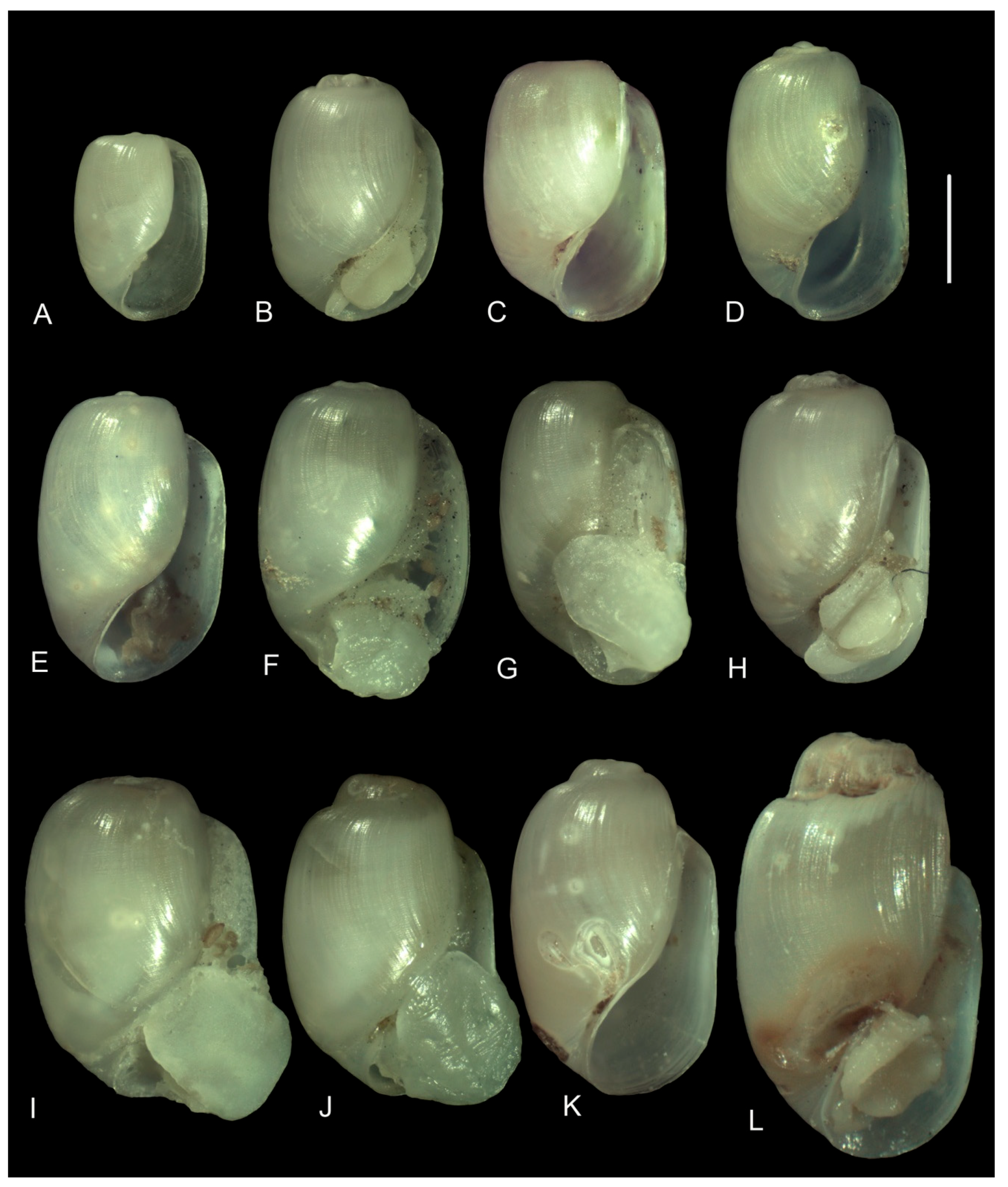 Diversity 15 00974 g004 Diversity 15 00974 g004