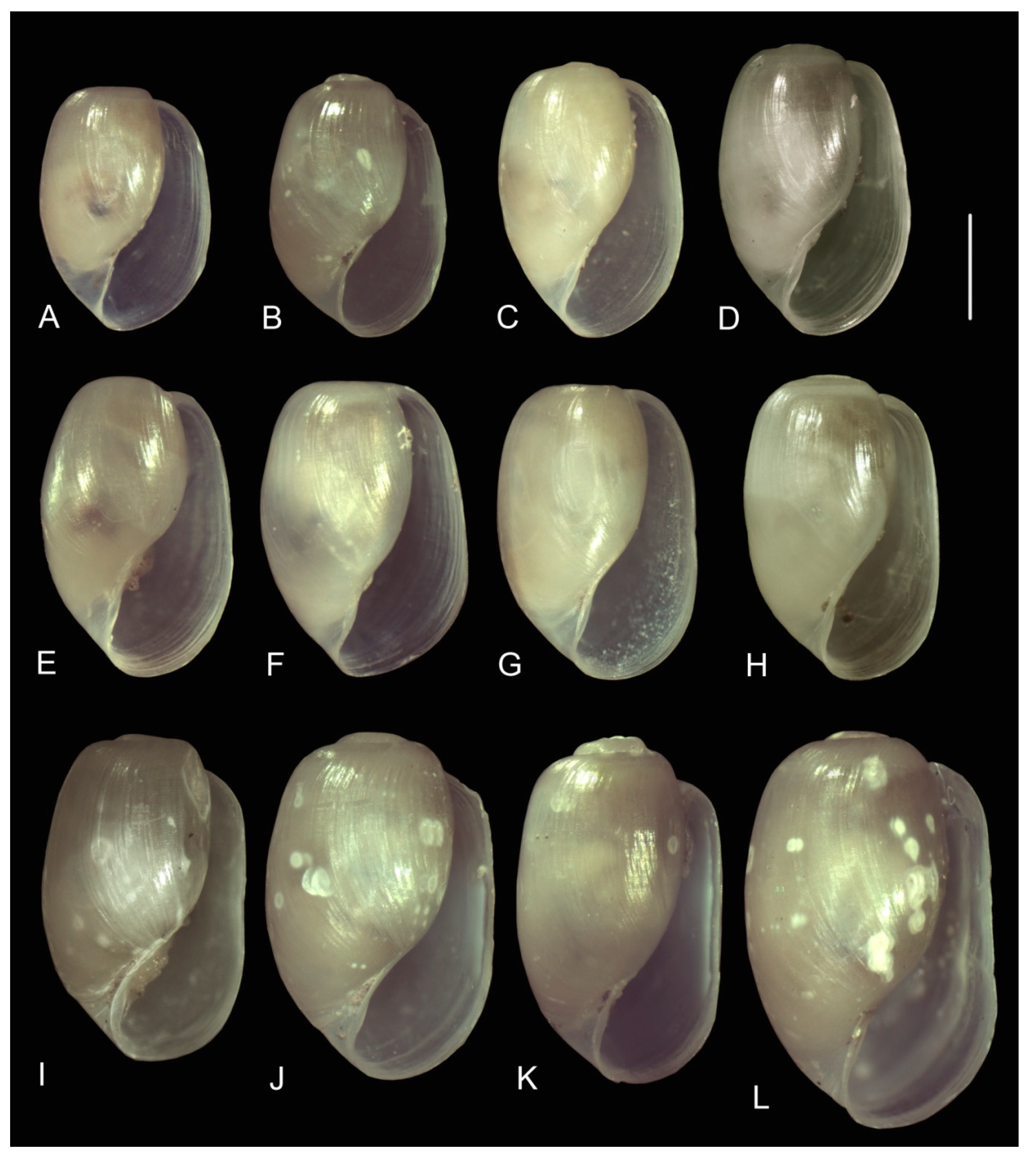 Diversity 15 00974 g005 Diversity 15 00974 g005