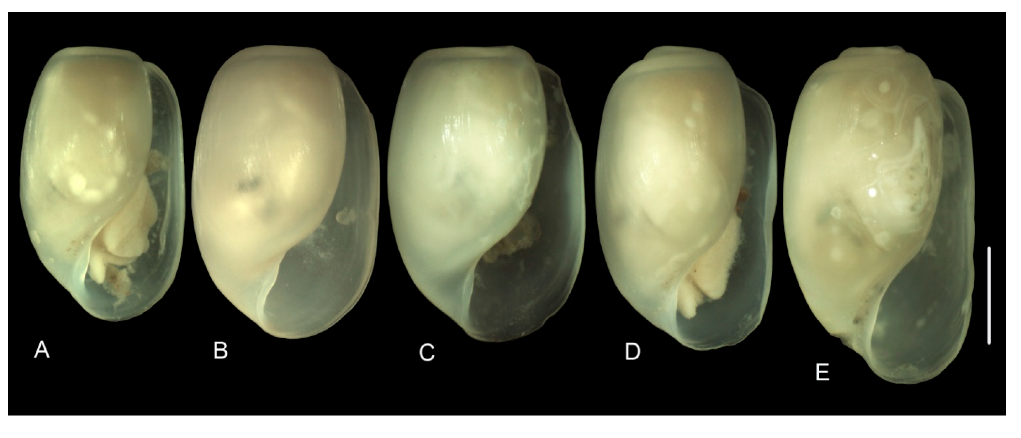 Diversity 15 00974 g006 Diversity 15 00974 g006