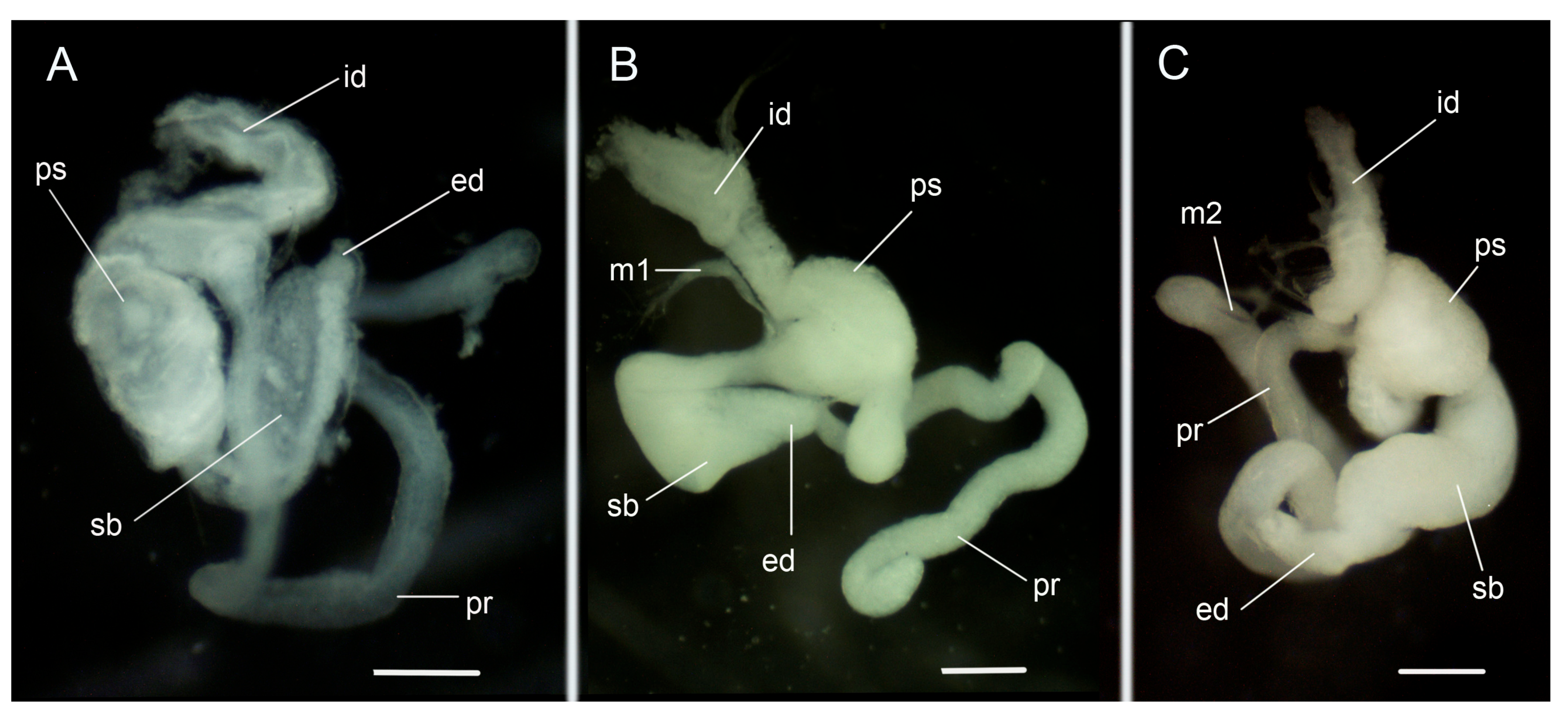 Diversity 15 00974 g010 Diversity 15 00974 g010