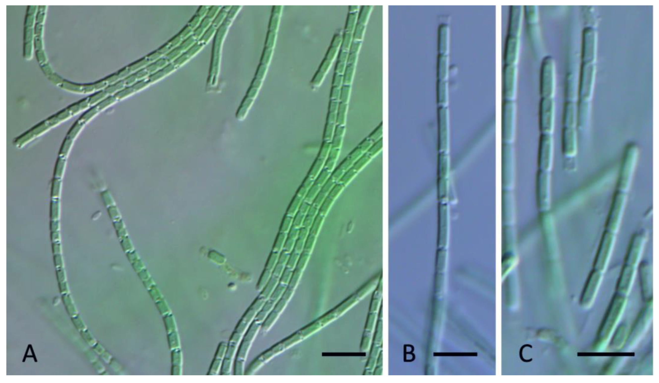 Diversity 15 00975 g005 Diversity 15 00975 g005