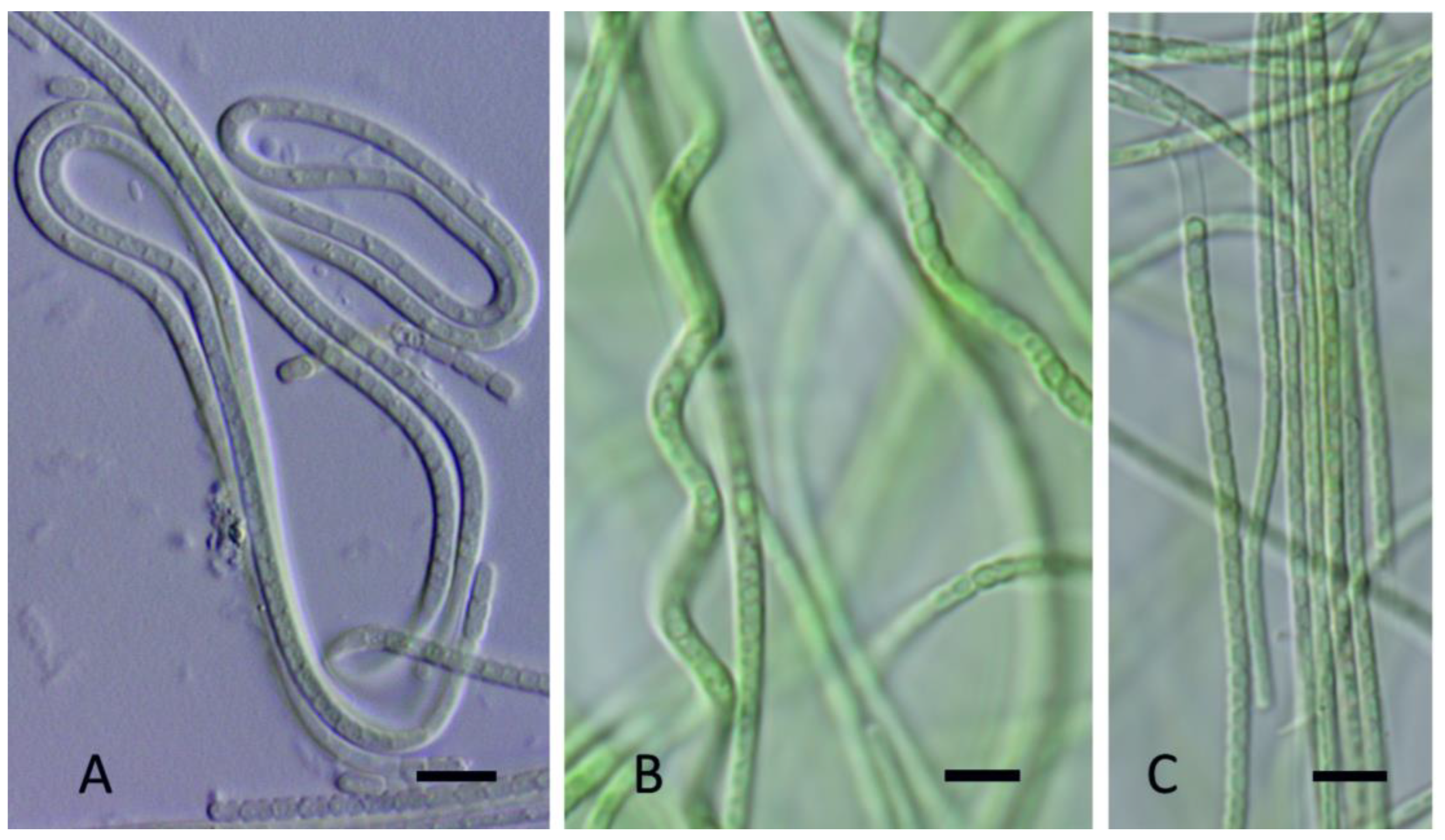 Diversity 15 00975 g008 Diversity 15 00975 g008