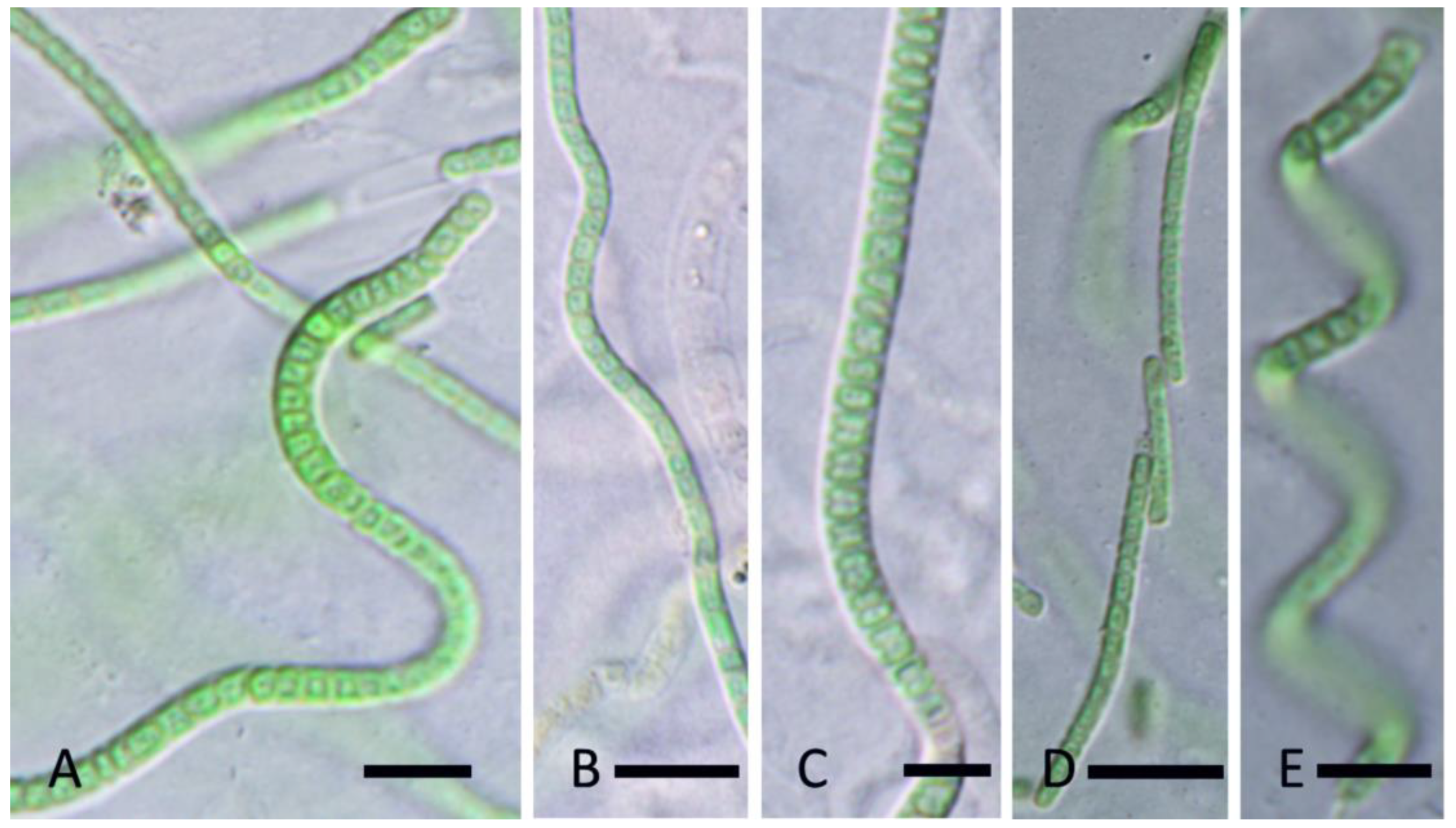 Diversity 15 00975 g009 Diversity 15 00975 g009