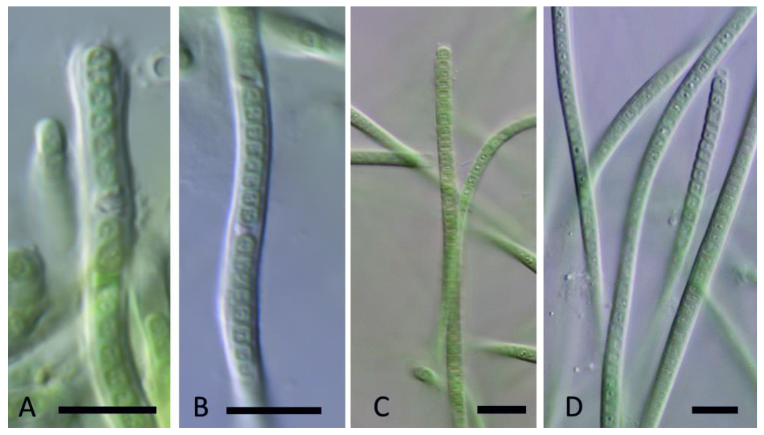 Diversity 15 00975 g010 Diversity 15 00975 g010