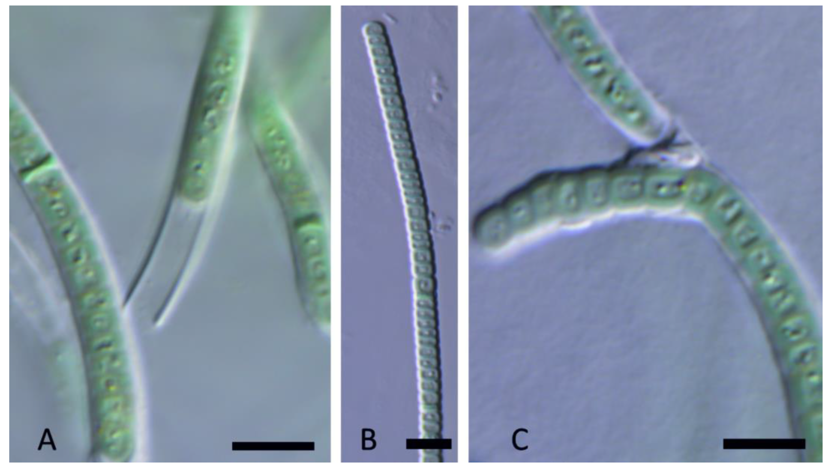 Diversity 15 00975 g012 Diversity 15 00975 g012