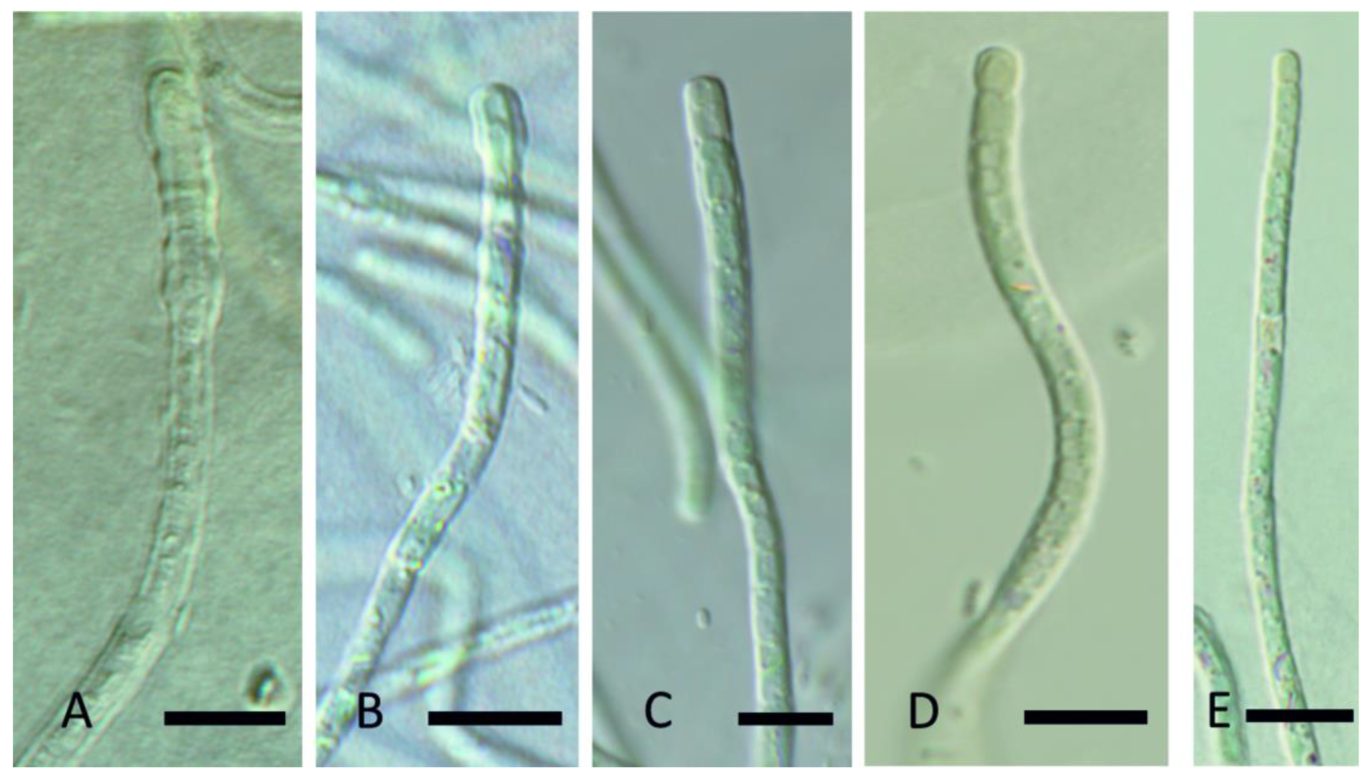 Diversity 15 00975 g013 Diversity 15 00975 g013