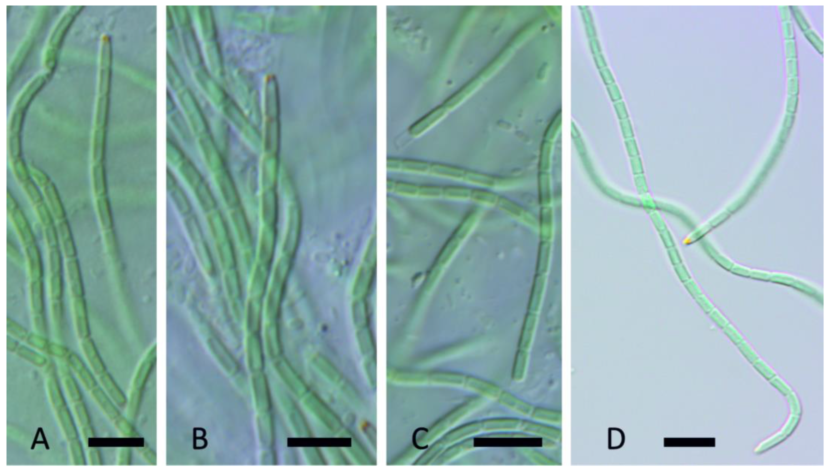 Diversity 15 00975 g014 Diversity 15 00975 g014