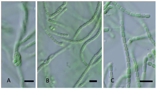 Different Crown - Fascia Capelli - Saqed EcoBioteca