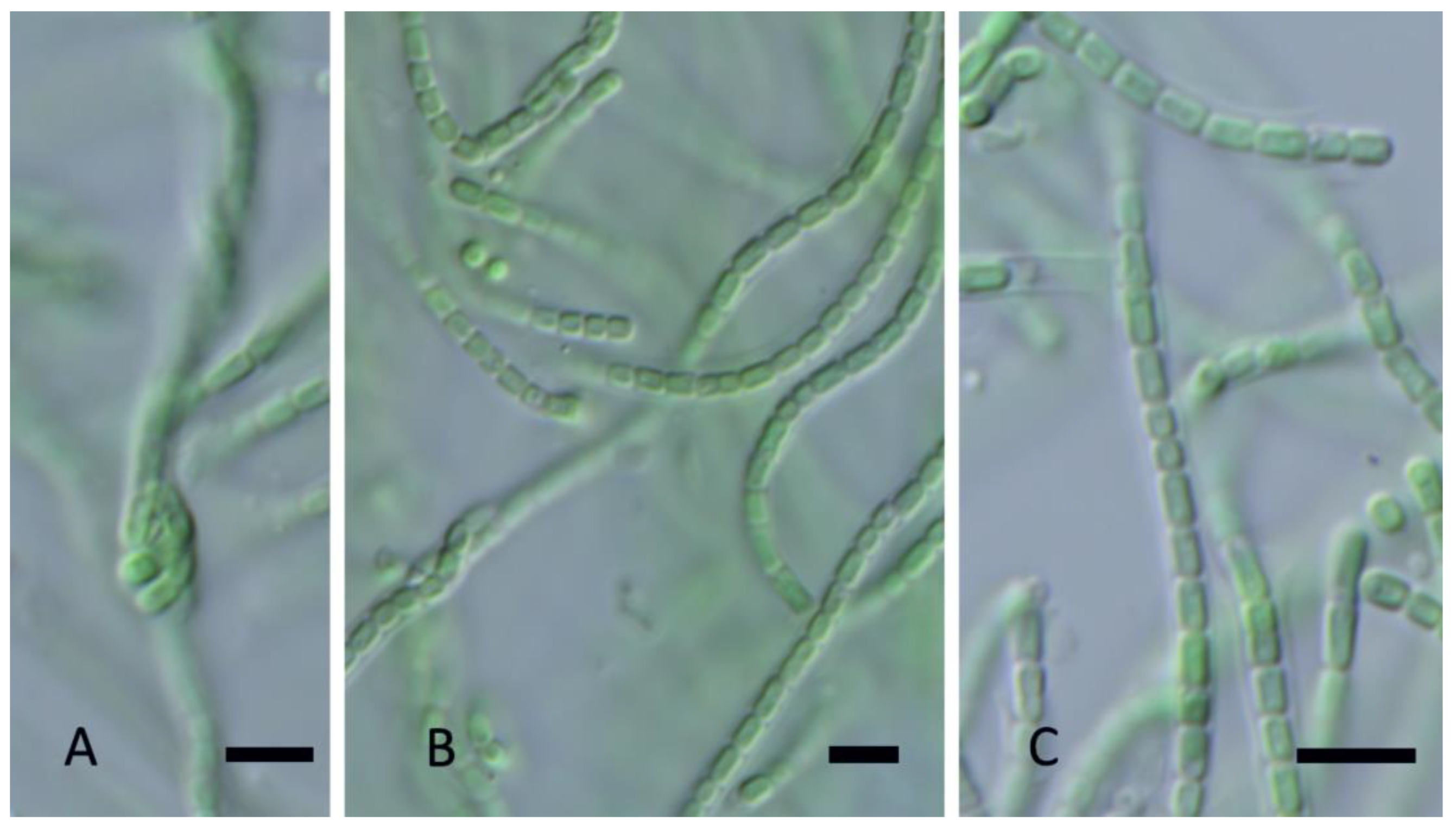 Diversity 15 00975 g018 Diversity 15 00975 g018