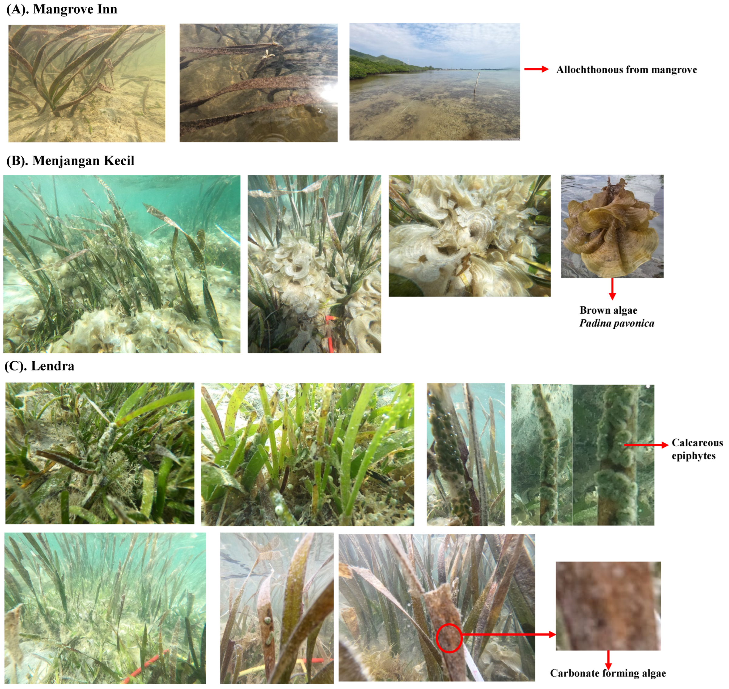 Diversity 15 00978 g008