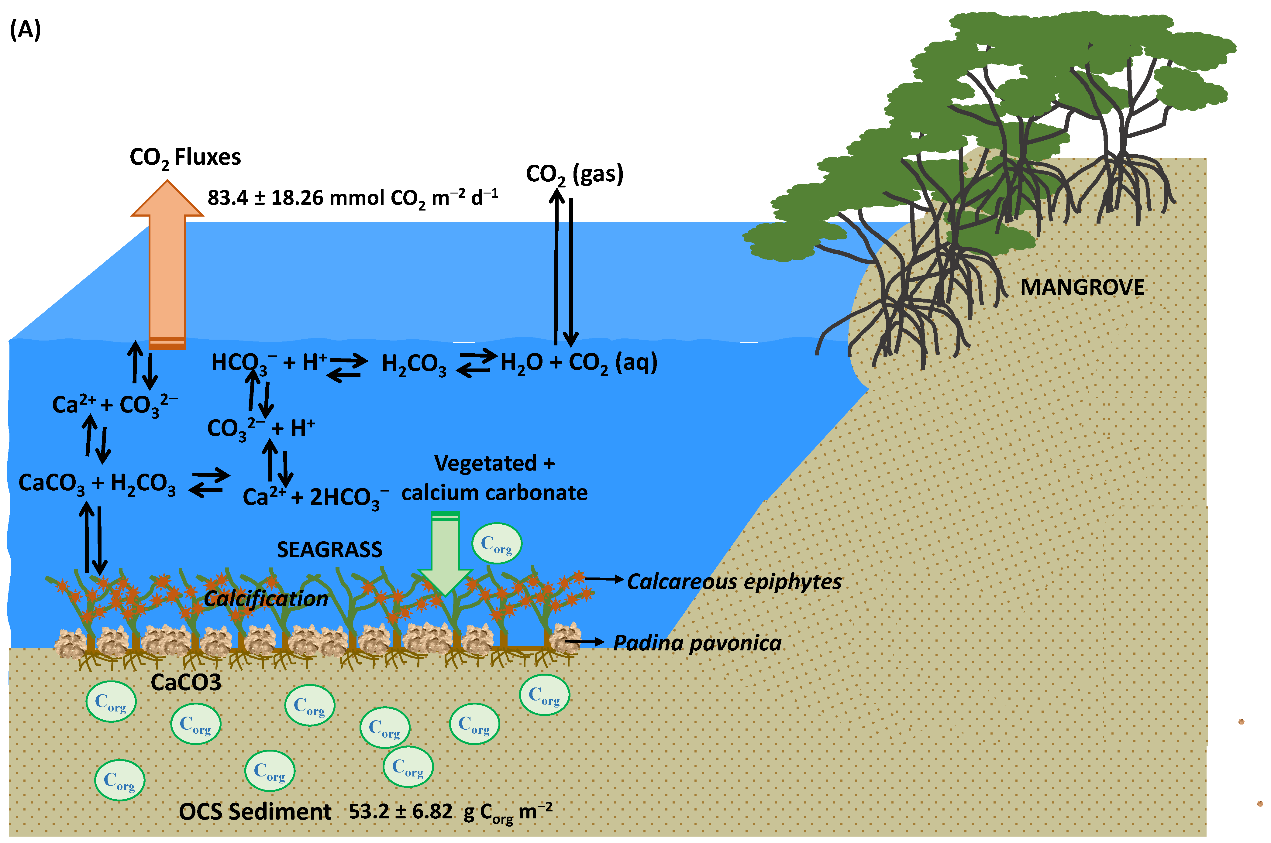 Diversity | Free Full-Text | Seagrass Blue Carbon Stock And Air–Sea CO2 ...