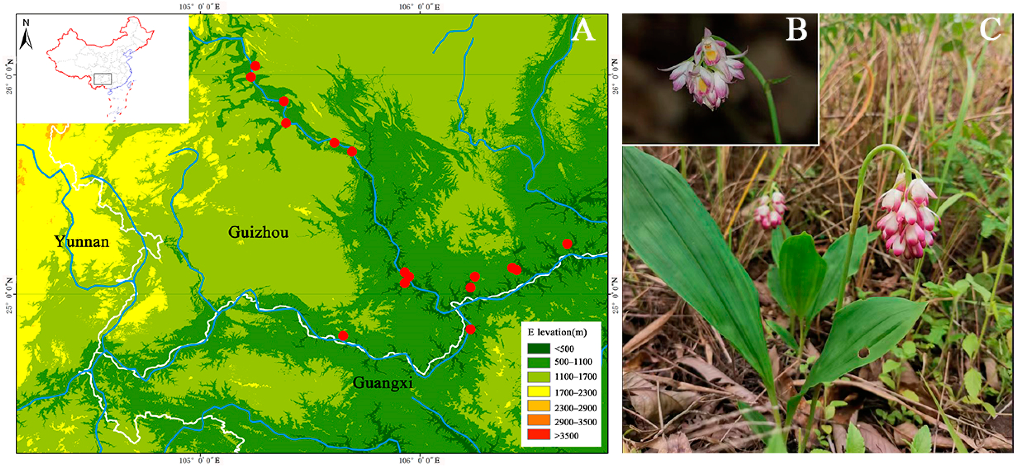 Diversity | Free Full-Text | Genetic Diversity and Structure of