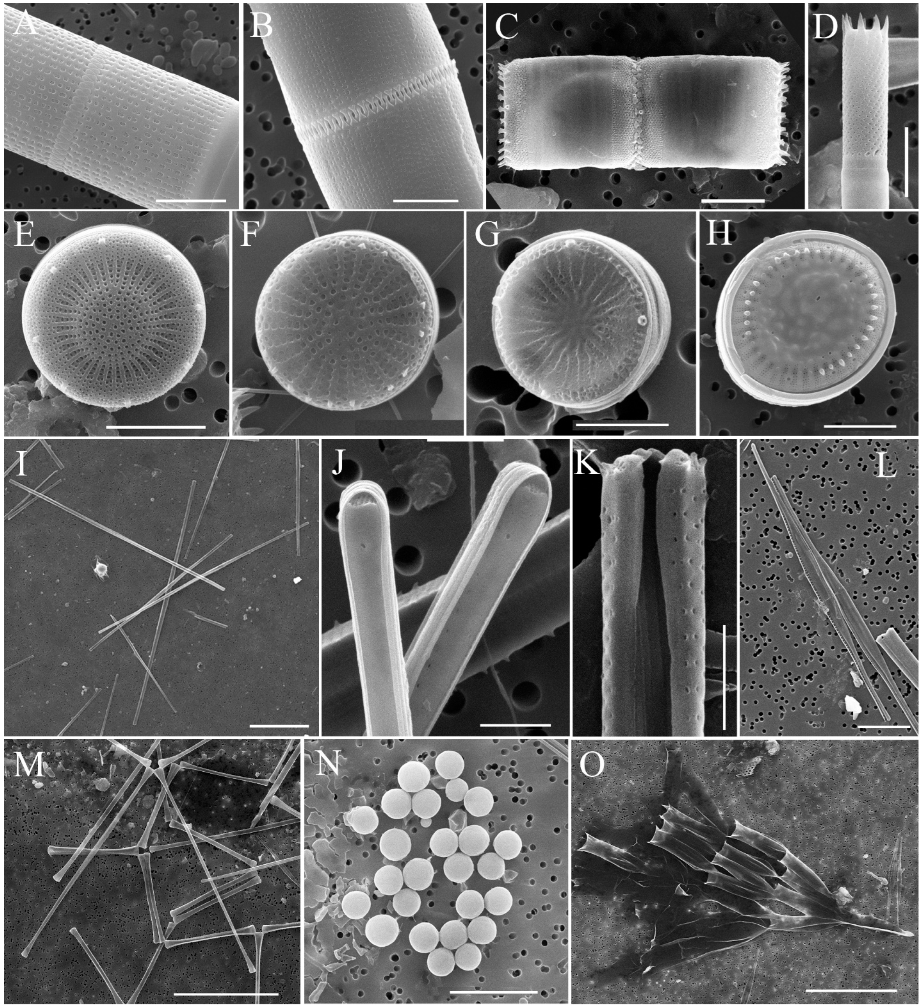 Diversity 15 01070 g003